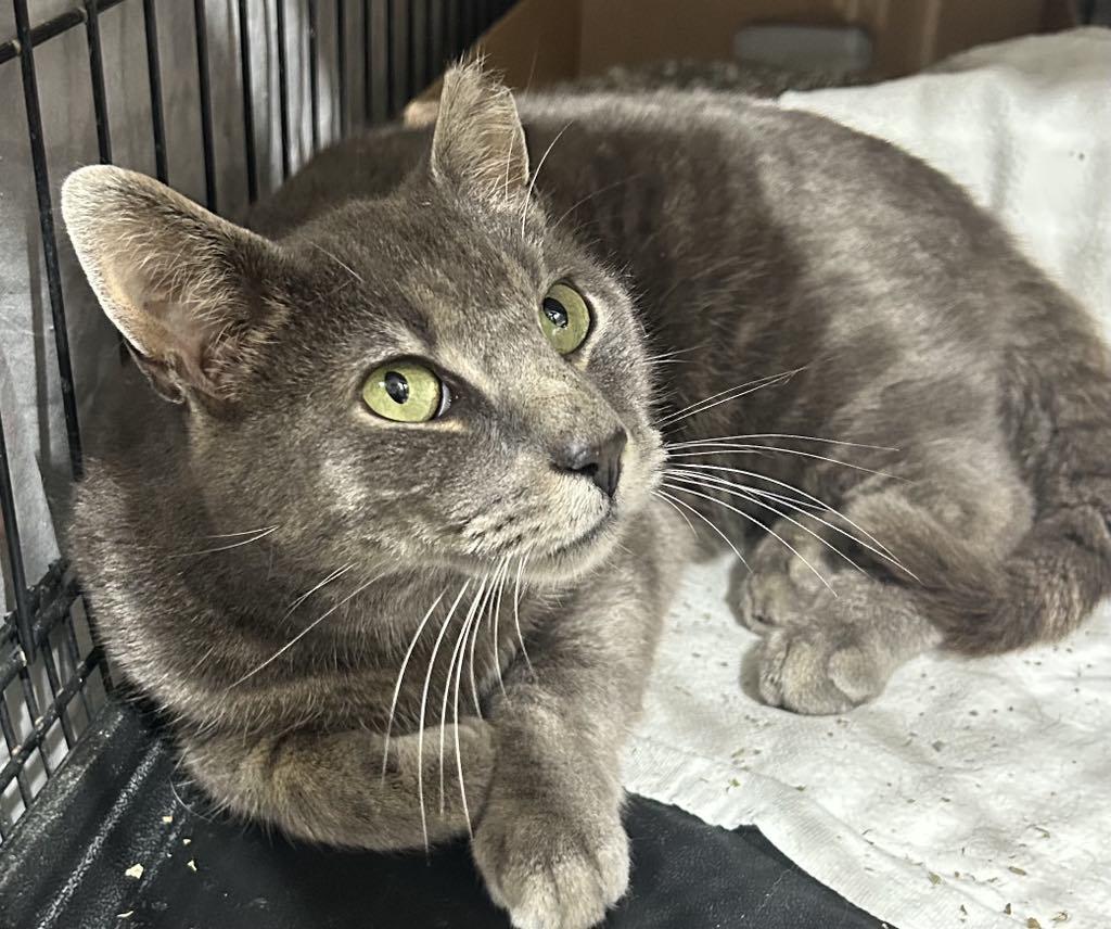 Bud, Adult Male Domestic Short Hair
