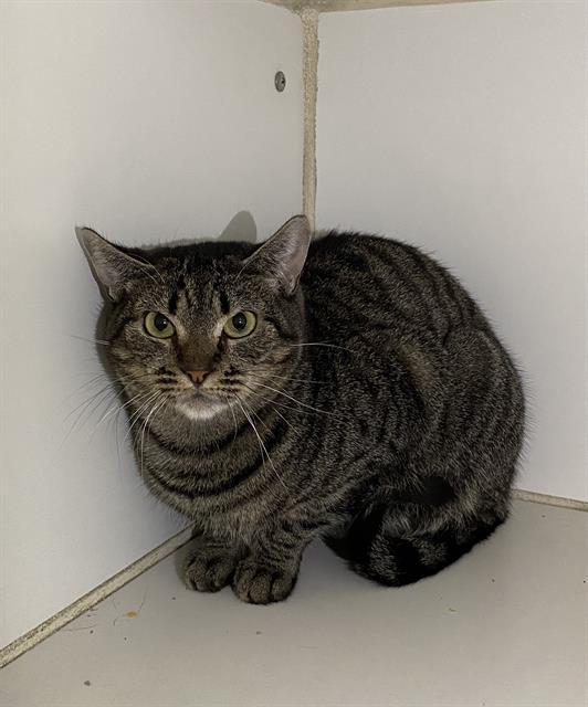 Enlarge A603821, a Adoptable Domestic Short Hair in Modesto, CA image 1/1