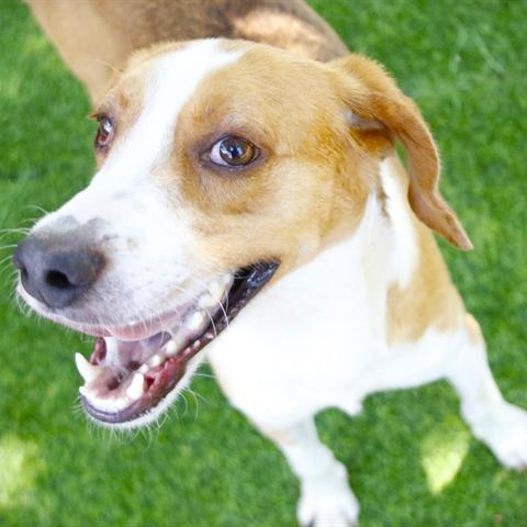Wiggles, Adoptable, Adult Male Treeing Walker Coonhound.