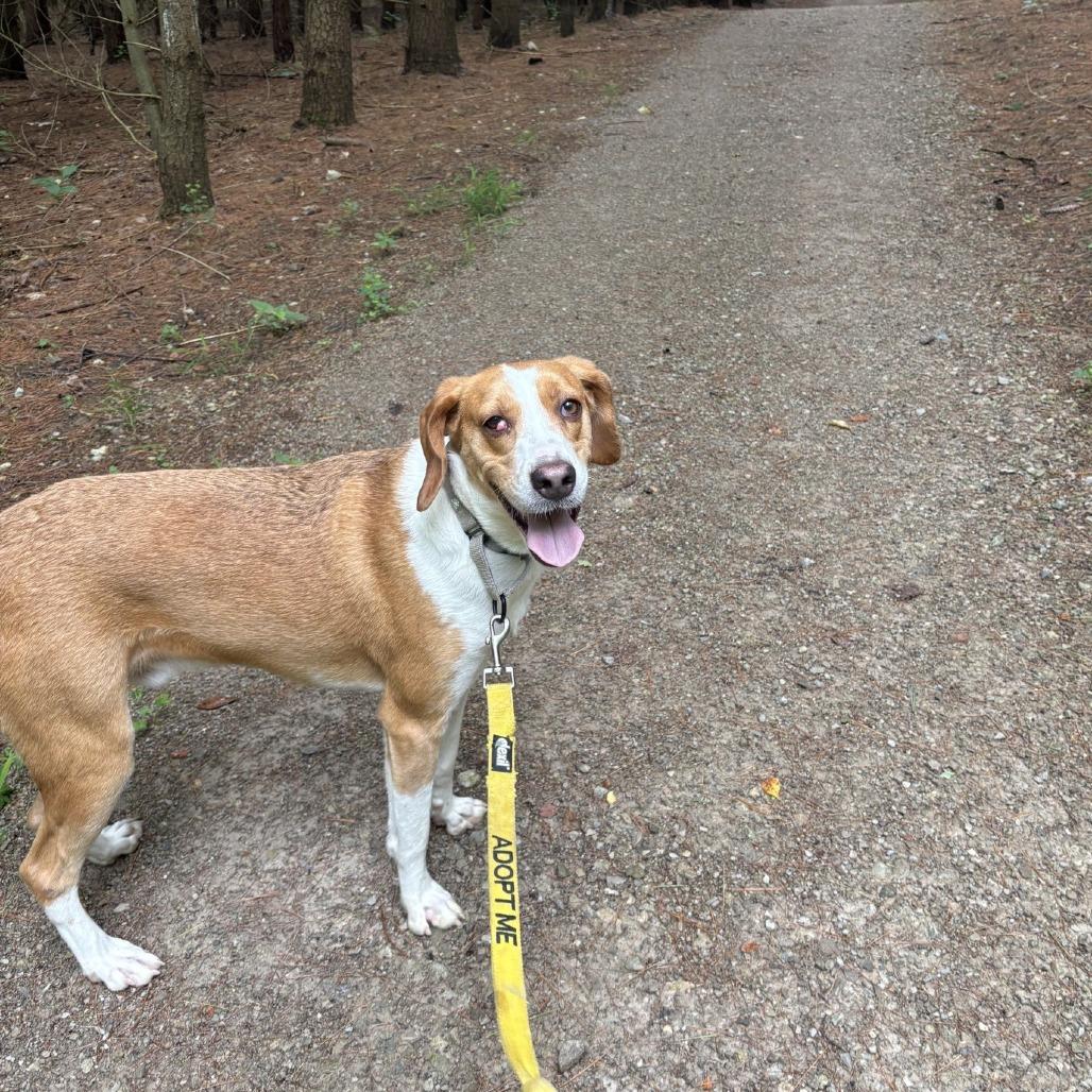 Enlarge Wiggles, a Adoptable Treeing Walker Coonhound in Novelty, OH image 2/4
