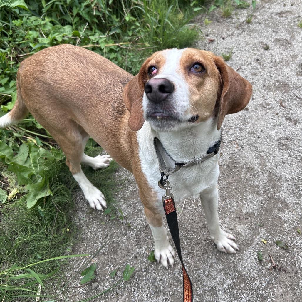 Enlarge Wiggles, a Adoptable Treeing Walker Coonhound in Novelty, OH image 3/4