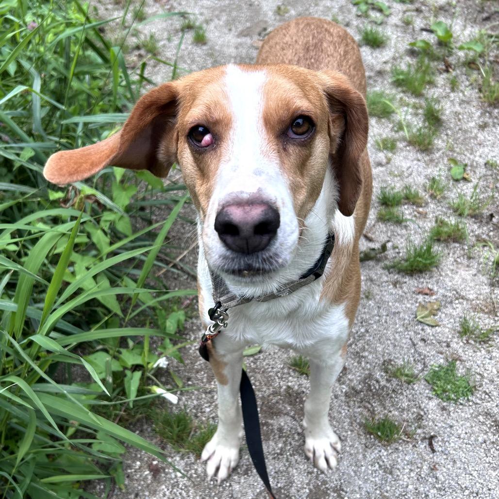 Enlarge Wiggles, a Adoptable Treeing Walker Coonhound in Novelty, OH image 4/4