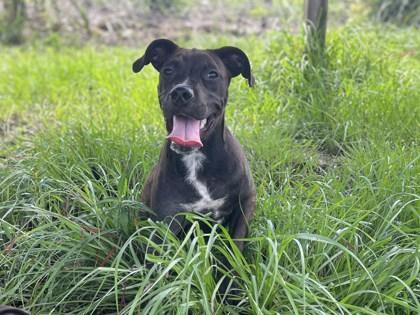 Terk, Adoptable, Puppy Male Labrador Retriever & Mixed Breed.