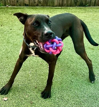 Terk, a Adoptable mixed breed in Port Saint Joe, FL image 3/3