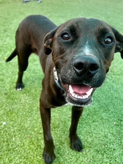 Terk, Adoptable, Puppy Male Labrador Retriever & Mixed Breed.