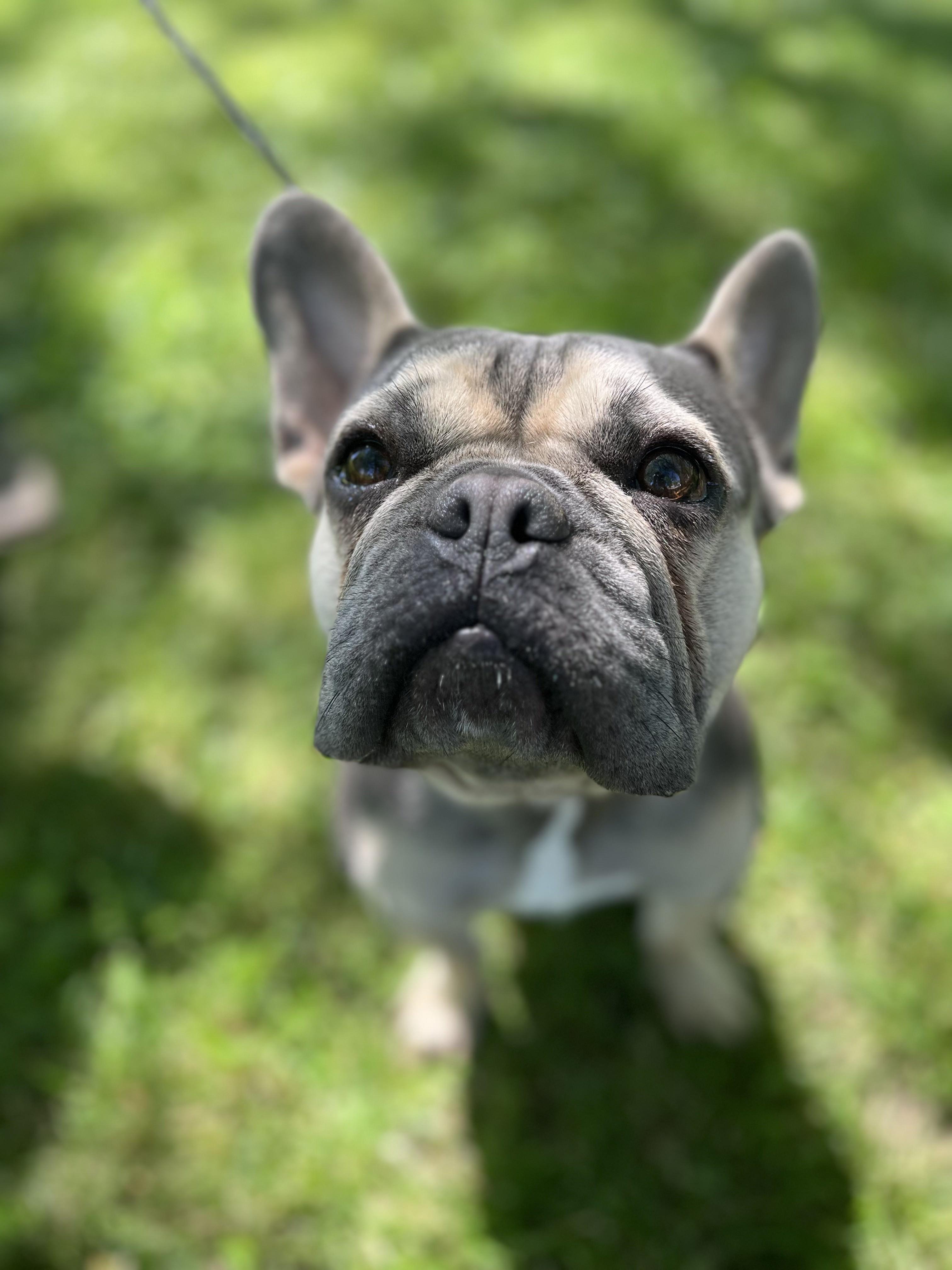 Louie, an adopted French Bulldog in Upper Sandusky, OH image 2/4