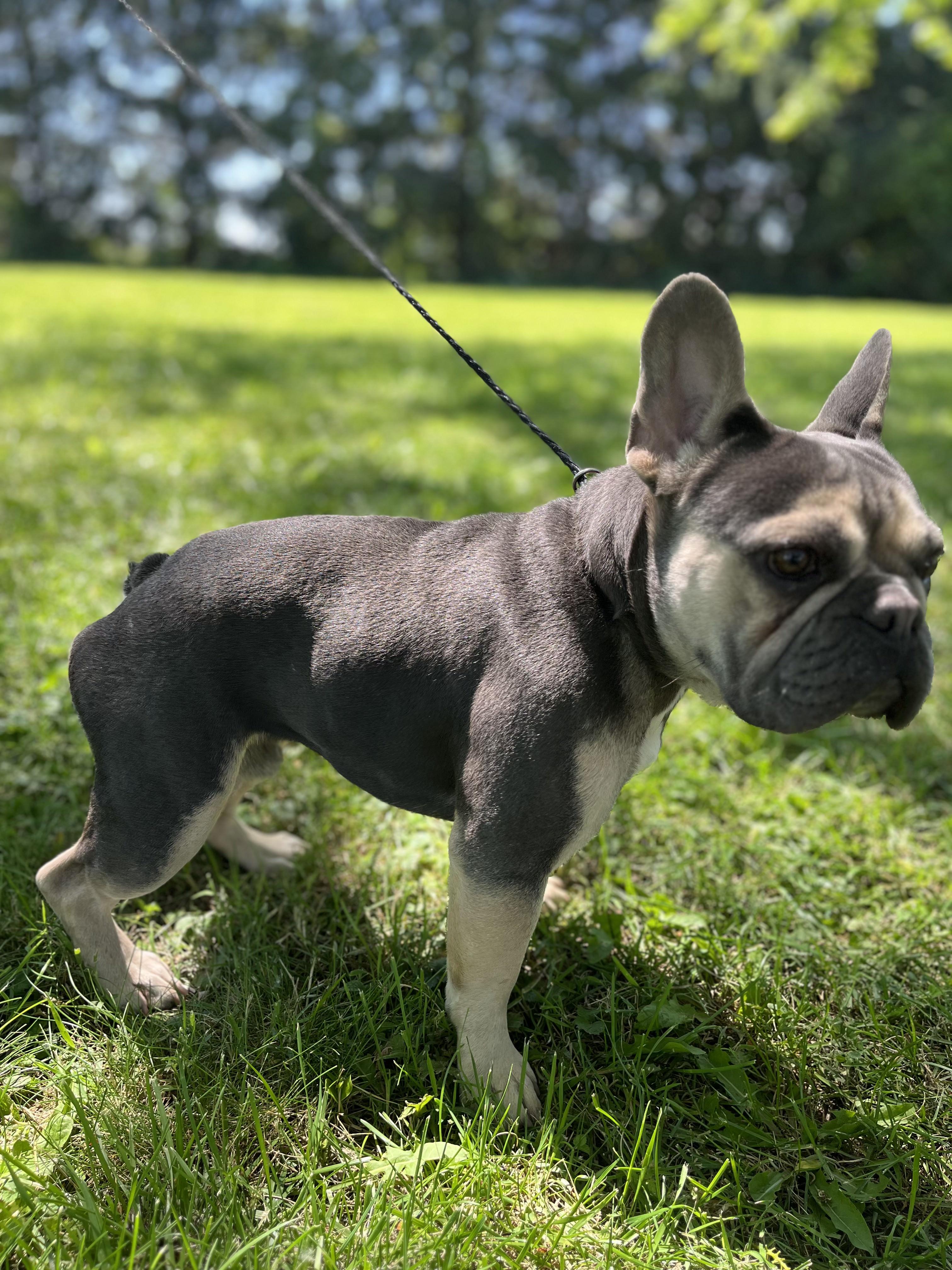 Louie, an adopted French Bulldog in Upper Sandusky, OH image 4/4