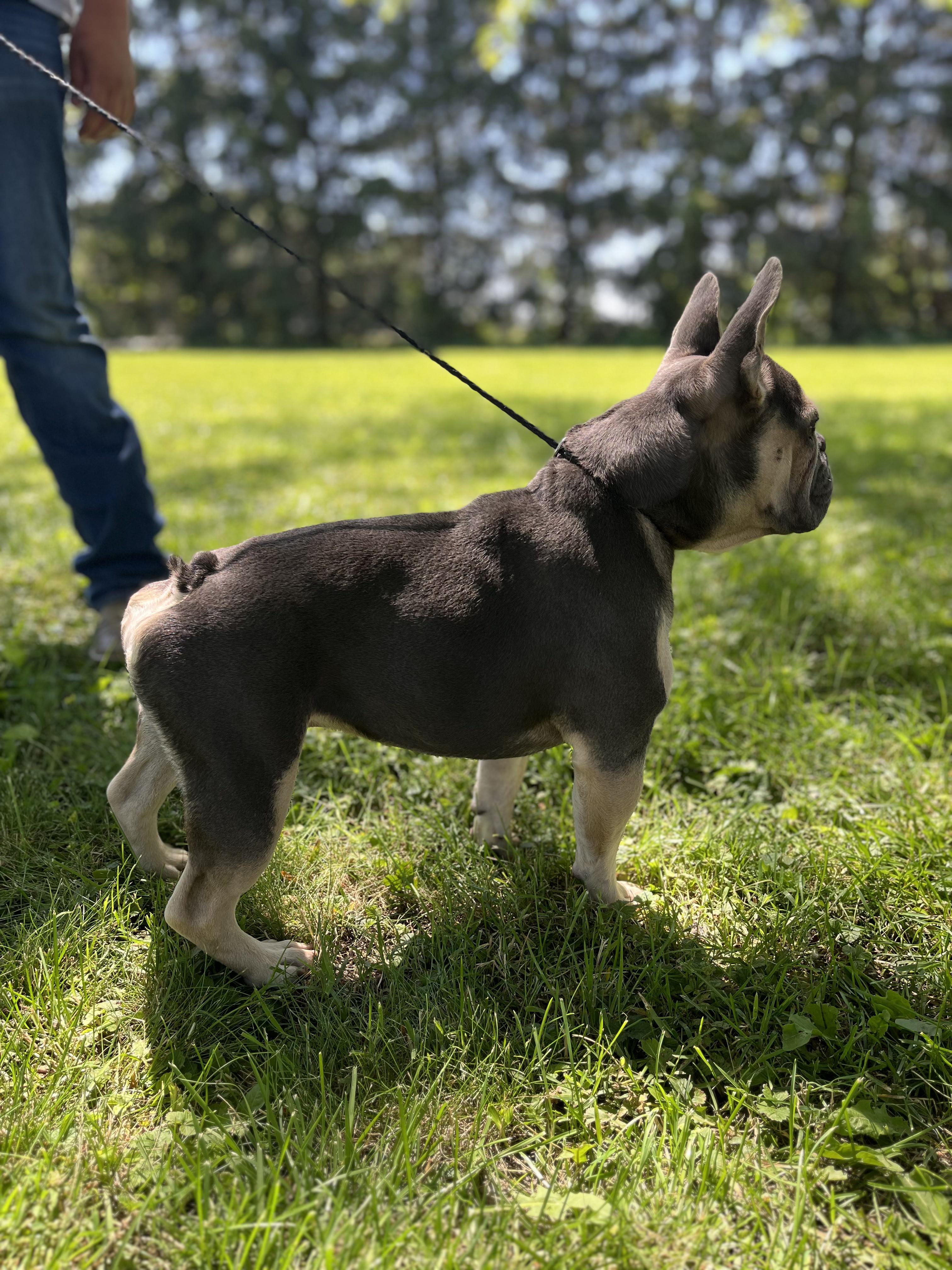 Louie, an adopted French Bulldog in Upper Sandusky, OH image 3/4