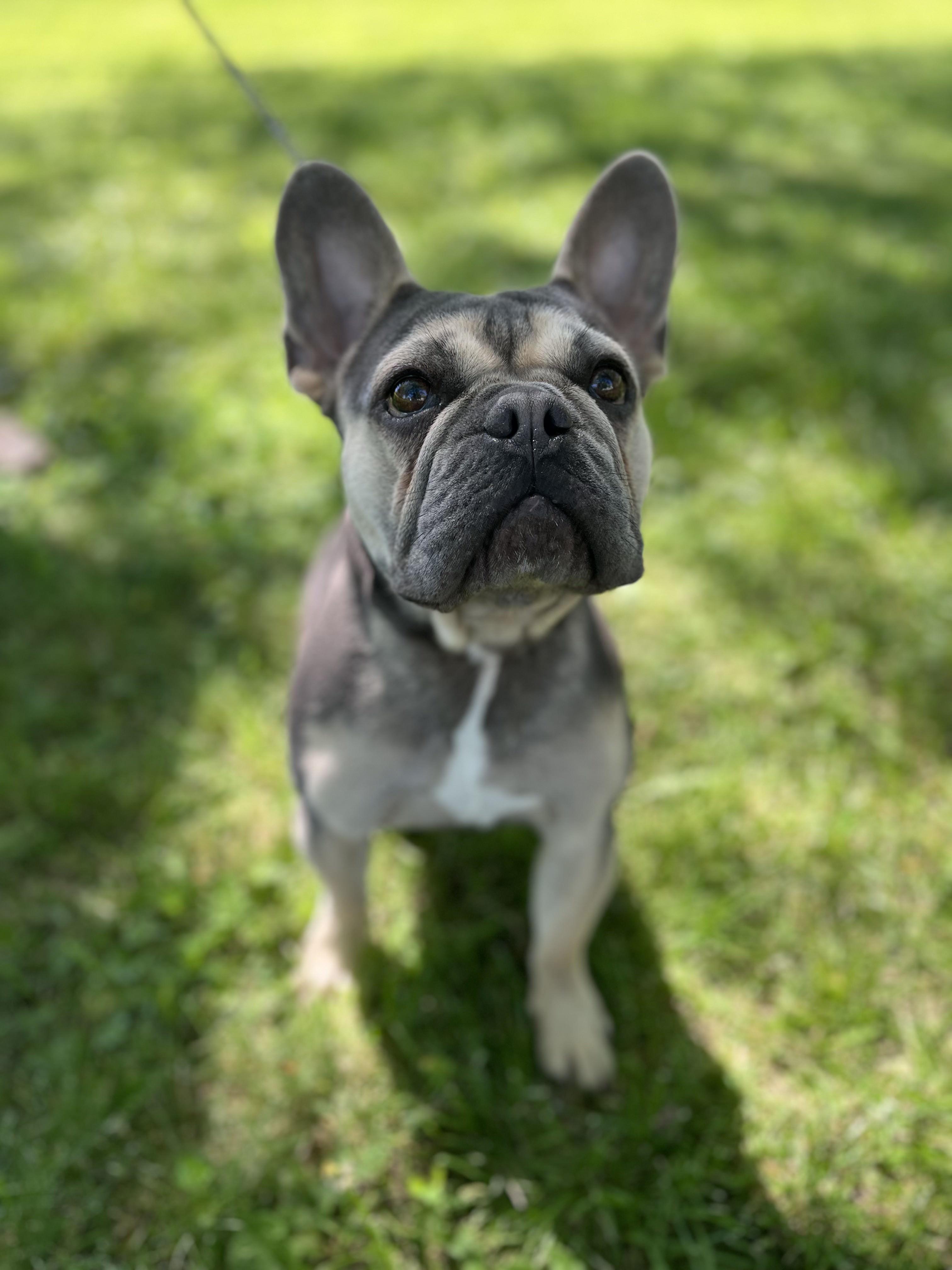 Louie, adopted, Young Male French Bulldog.