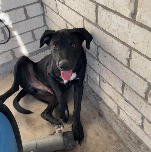 Goose — thumbnail 3