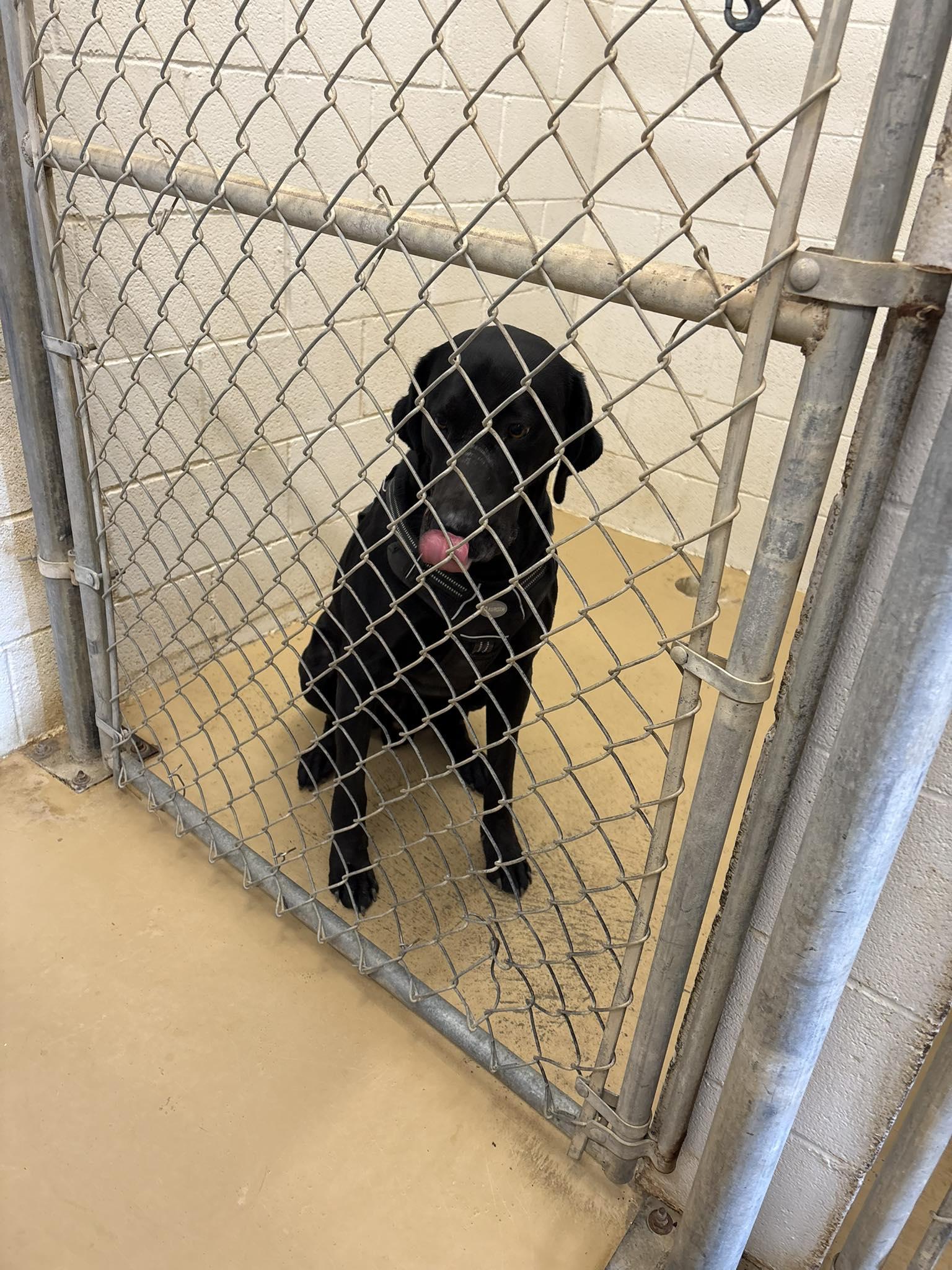 Duggy, ADOPTABLE, Adult Male Black Labrador Retriever.