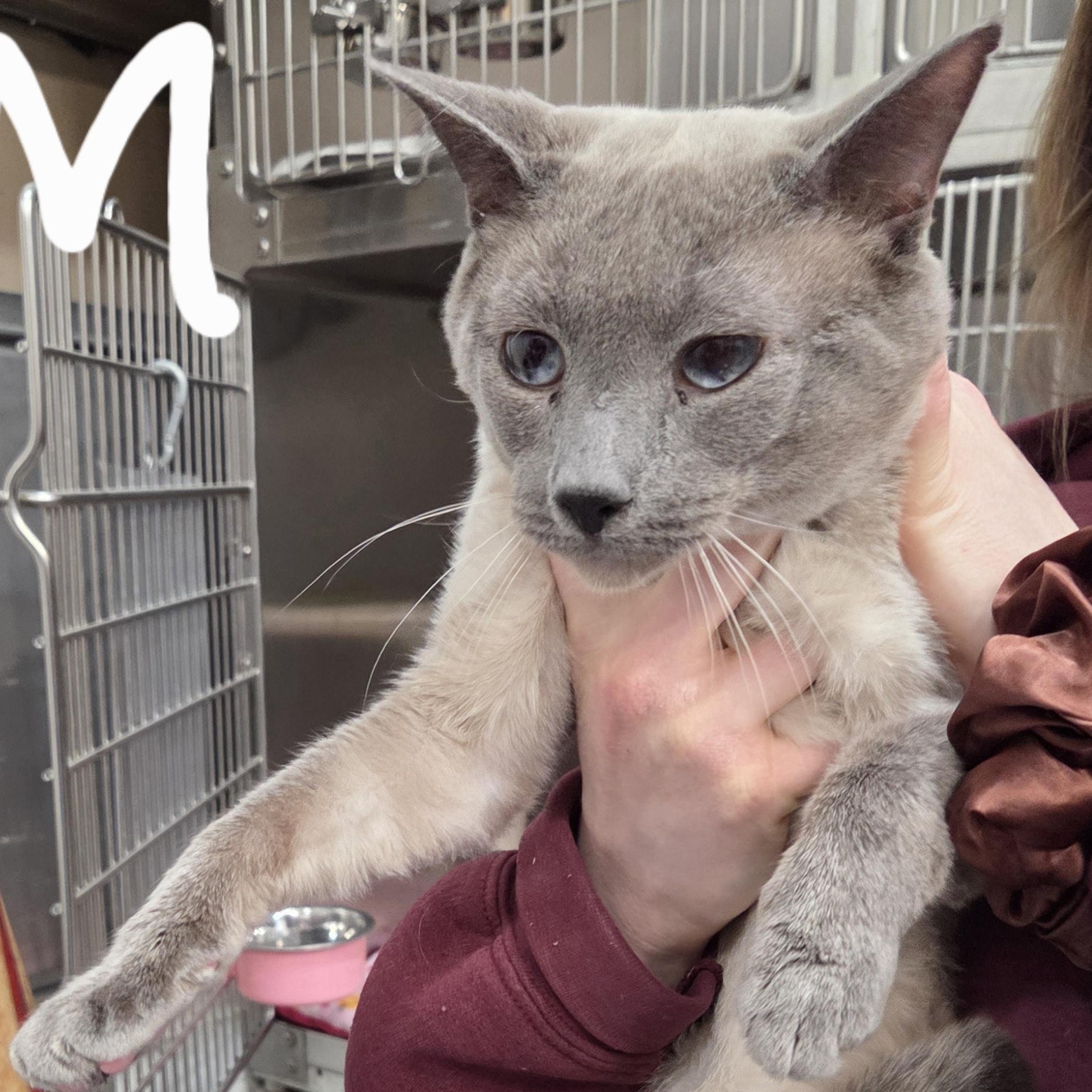 Enlarge Kalani , an adoptable Domestic Short Hair in Saint Charles, MO image 2/2