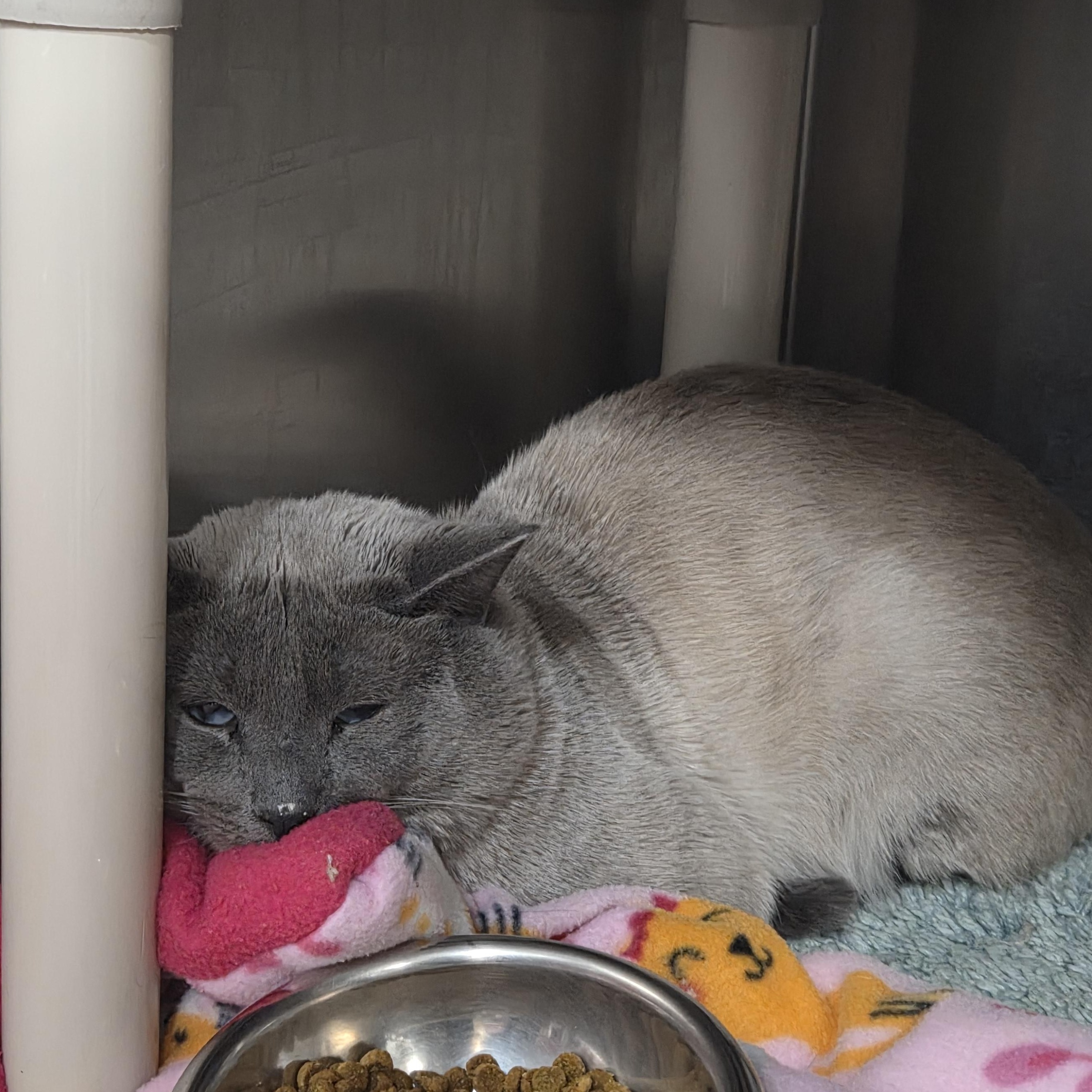 Enlarge Kalani , an adoptable Domestic Short Hair in Saint Charles, MO image 1/2