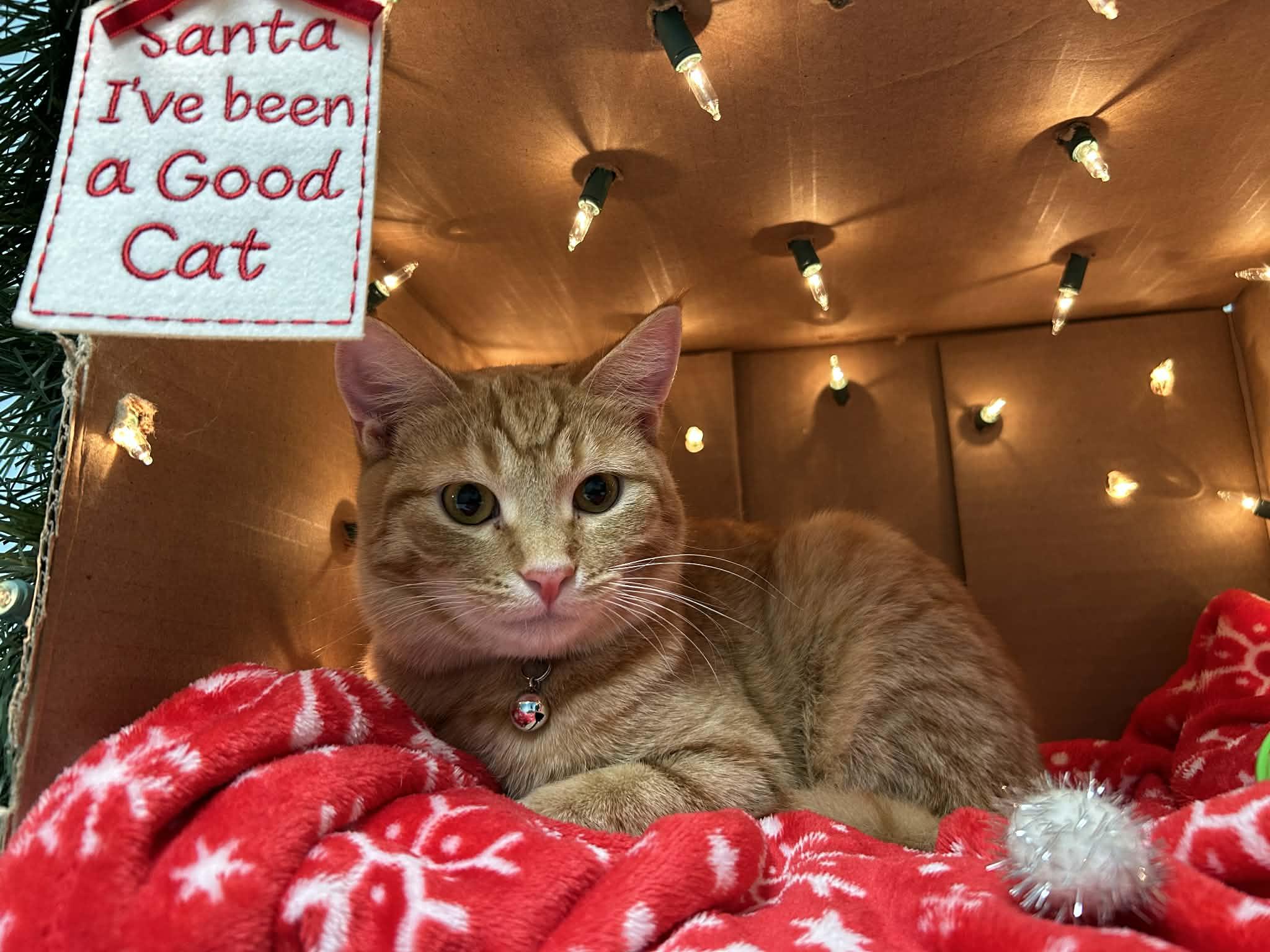 Enlarge  Star - Playful and sweet, a Adoptable Domestic Short Hair in Racine, WI image 6/6