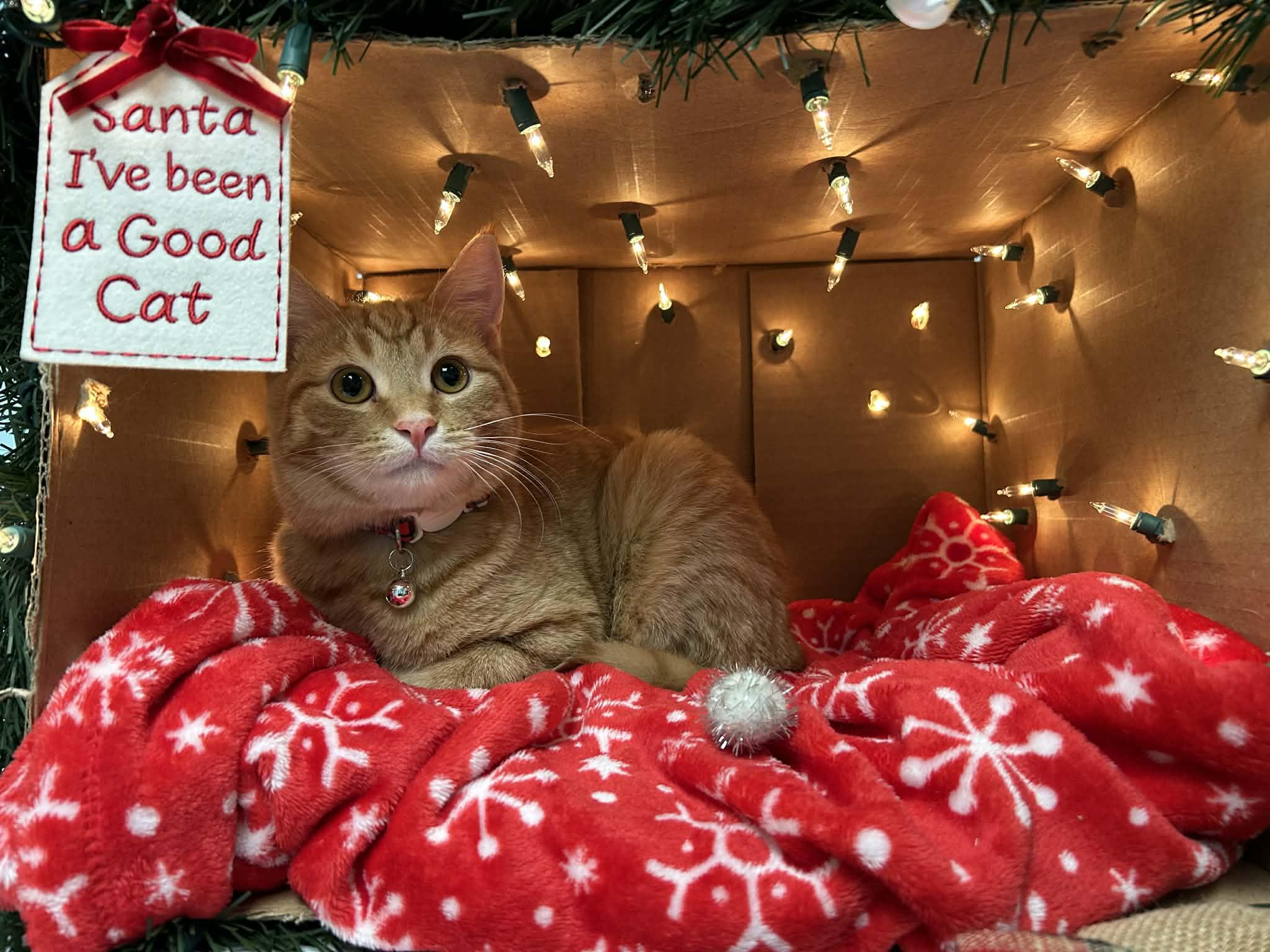 Enlarge  Star - Playful and sweet, a Adoptable Domestic Short Hair in Racine, WI image 4/6