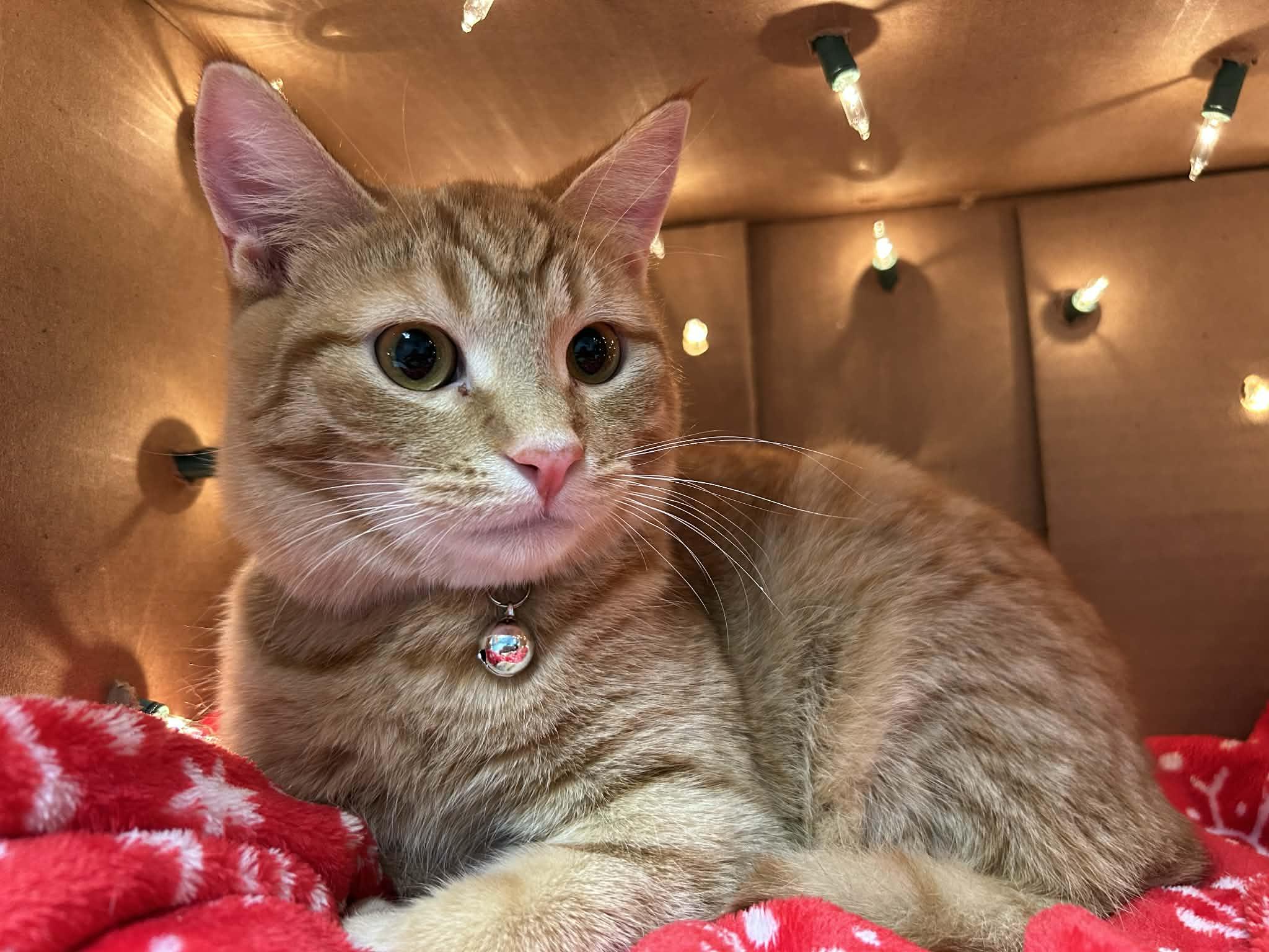  Star - Playful and sweet, Adoptable, Kitten Male Domestic Short Hair.