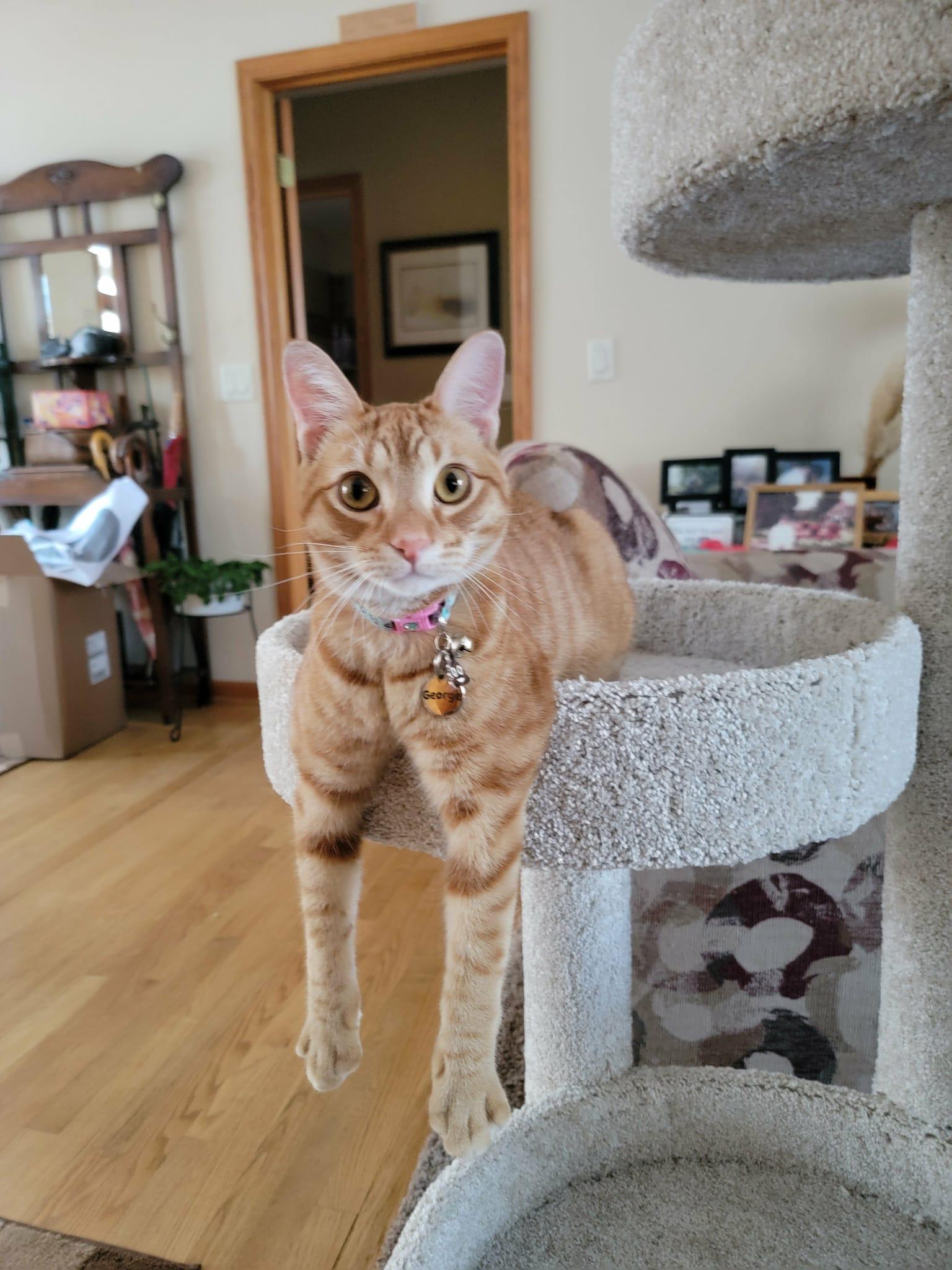 Enlarge  Star - Playful and sweet, a Adoptable Domestic Short Hair in Racine, WI image 3/6