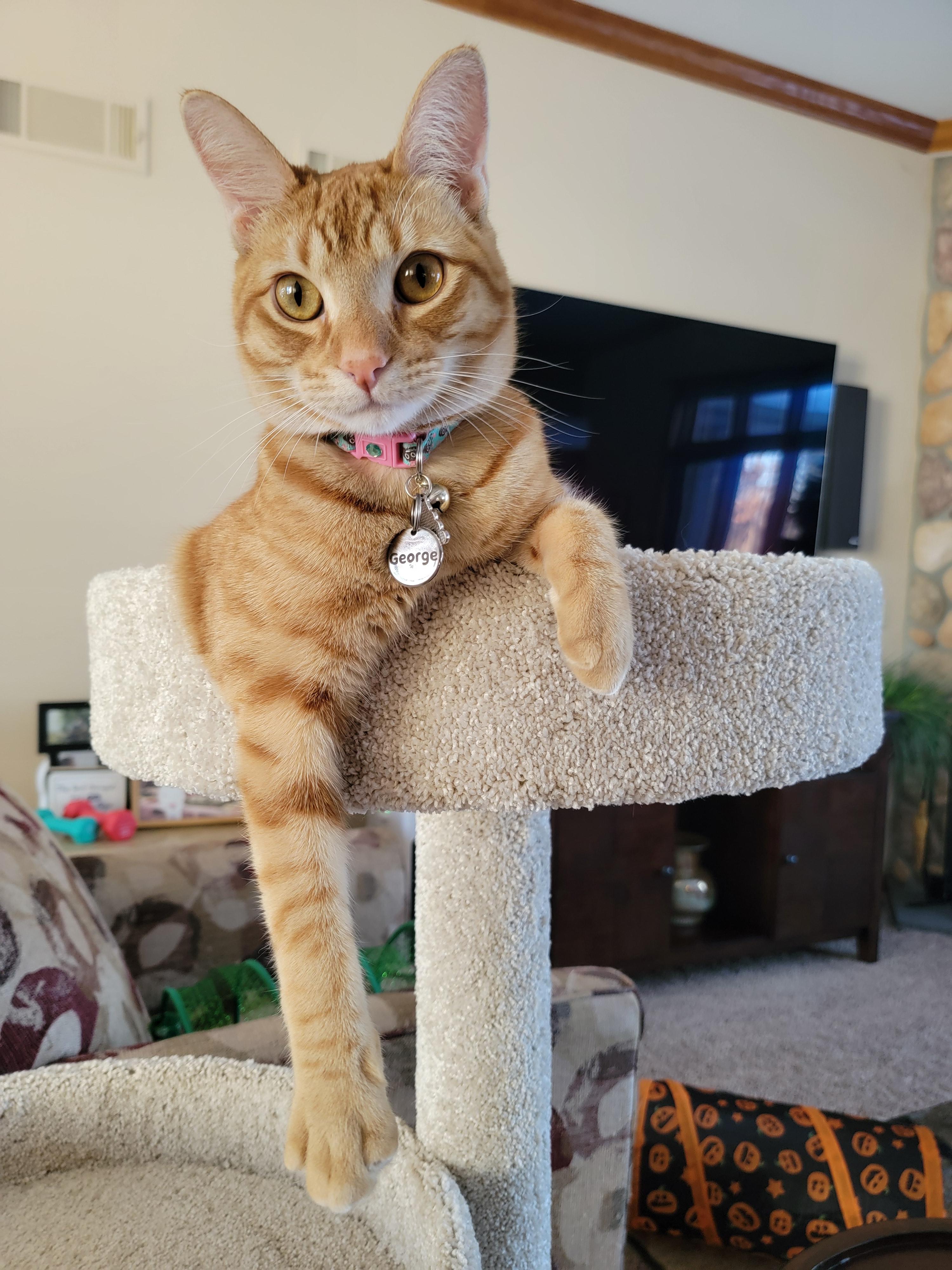 Enlarge  Star - Playful and sweet, a Adoptable Domestic Short Hair in Racine, WI image 5/6