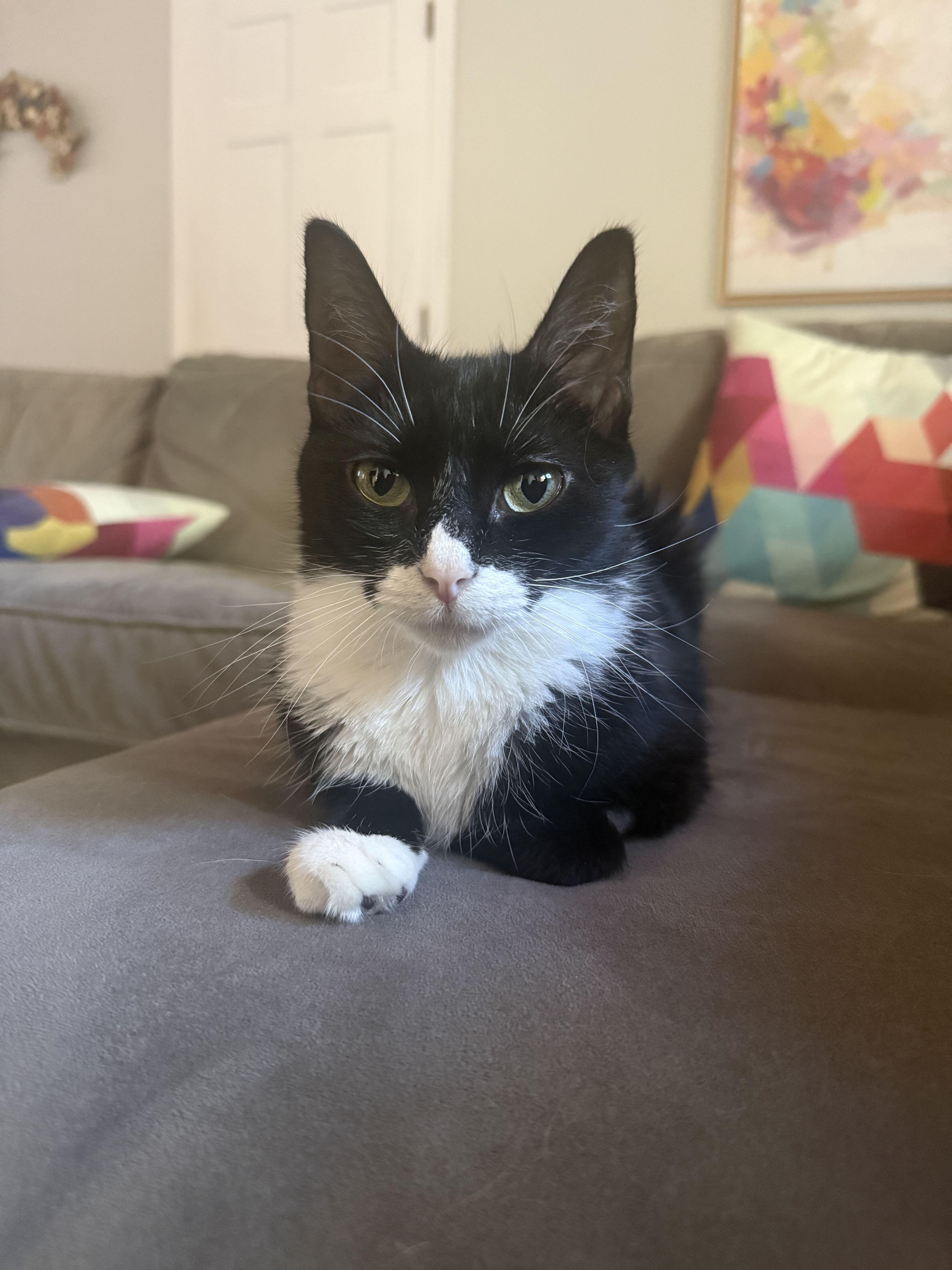 Arya, Adoptable, Young Female Domestic Short Hair.