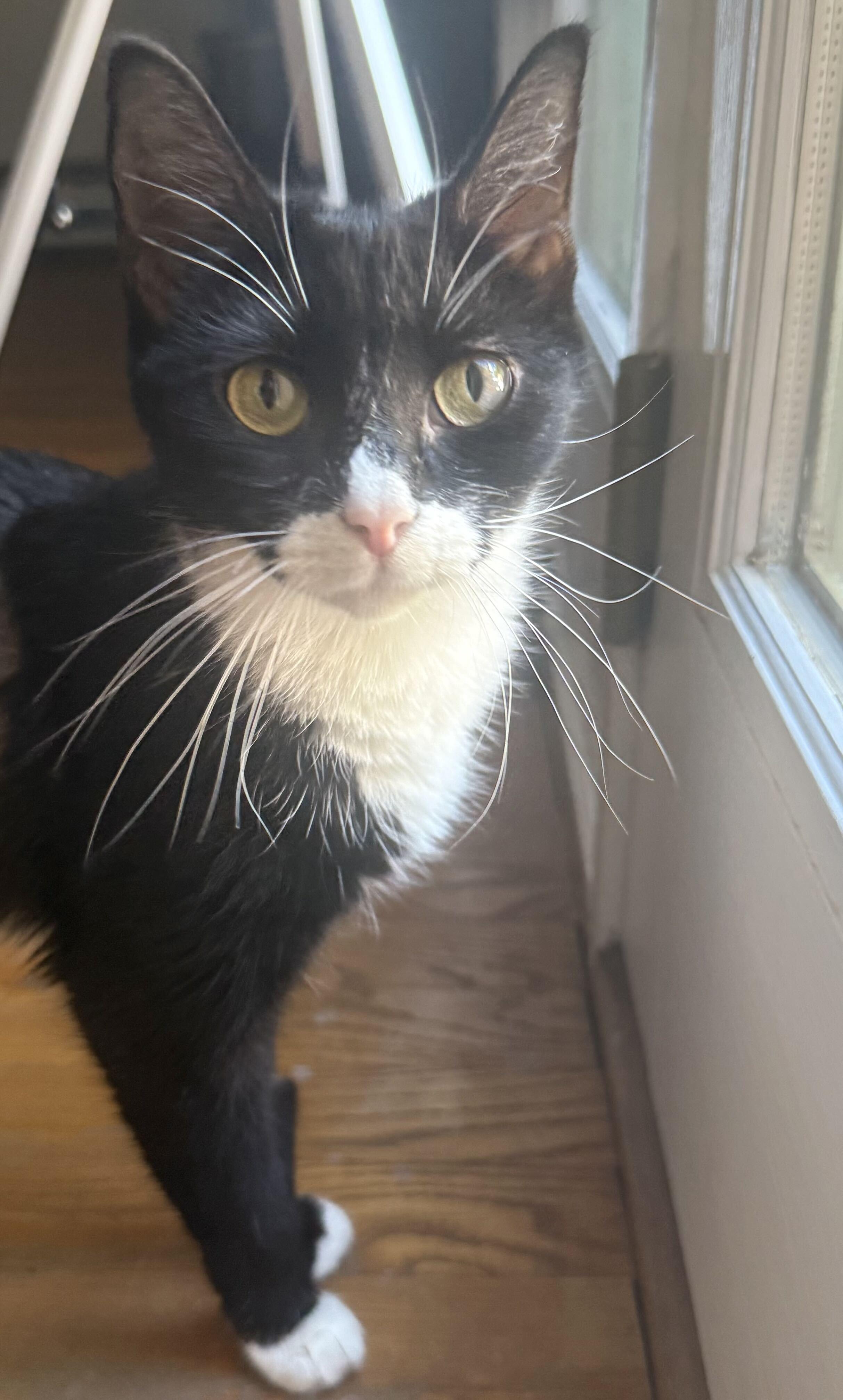 Arya, a Adoptable Domestic Short Hair in Waltham, MA image 2/2
