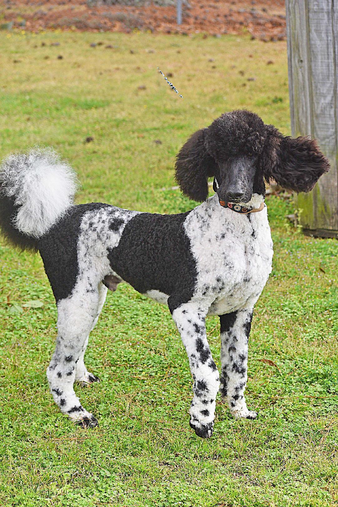 Tate Tate, Adoptable, Young Male Poodle.
