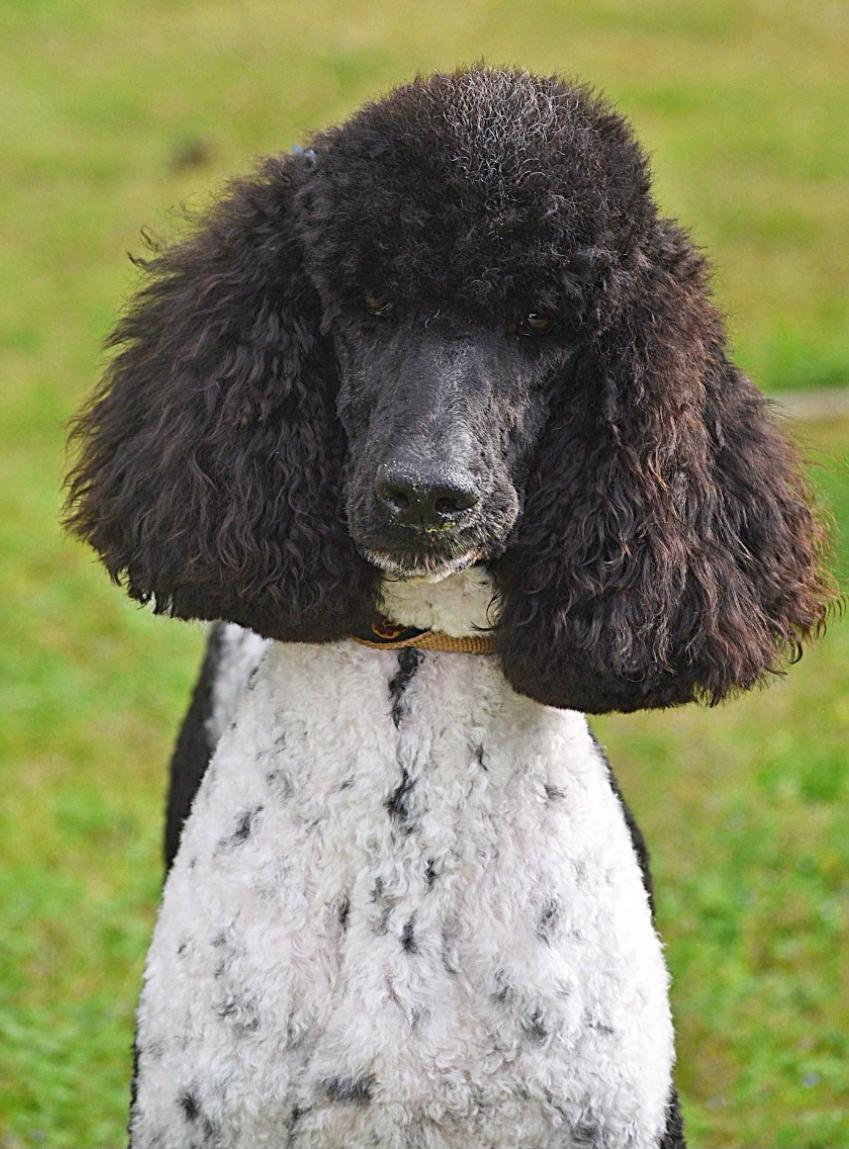 Tate Tate, a Adoptable mixed breed in Pikeville, NC image 2/2