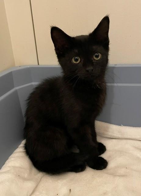 Jonah (LE), an adopted Domestic Short Hair in Little Falls, NJ image 1/3