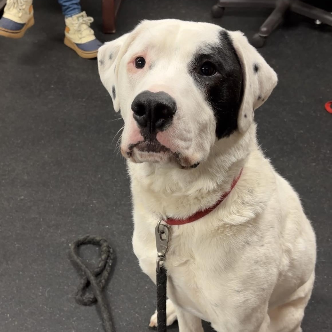Drogo, ADOPTABLE, Adult Male Great Pyrenees.