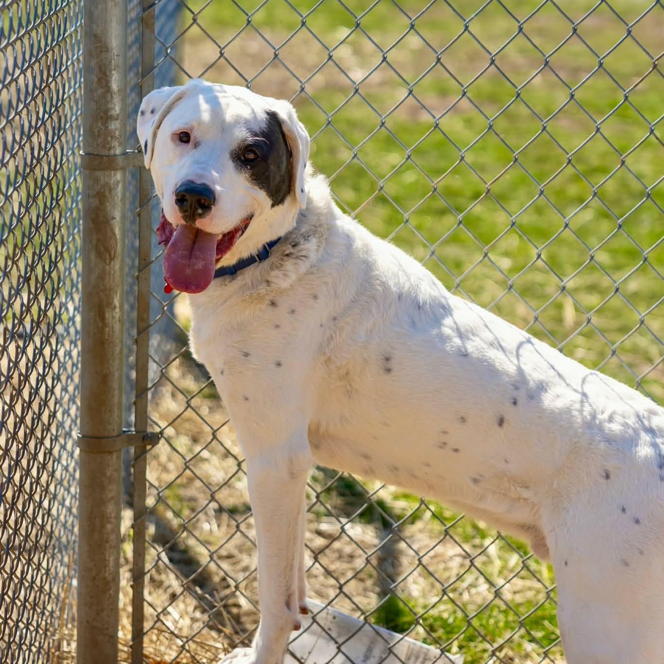 Enlarge Drogo, an adoptable Great Pyrenees in Valparaiso, IN image 2/4