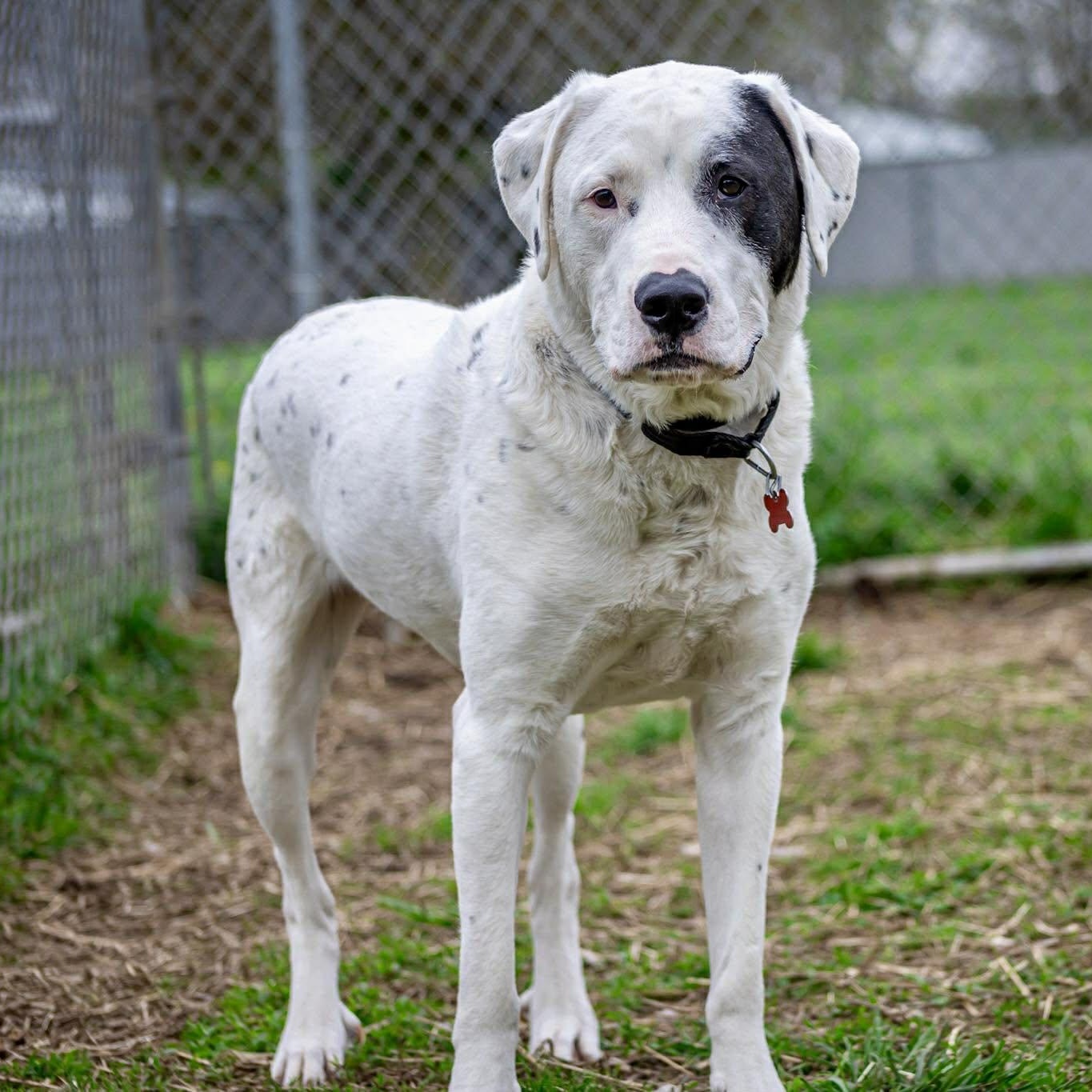 Enlarge Drogo, an adoptable Great Pyrenees in Valparaiso, IN image 3/4