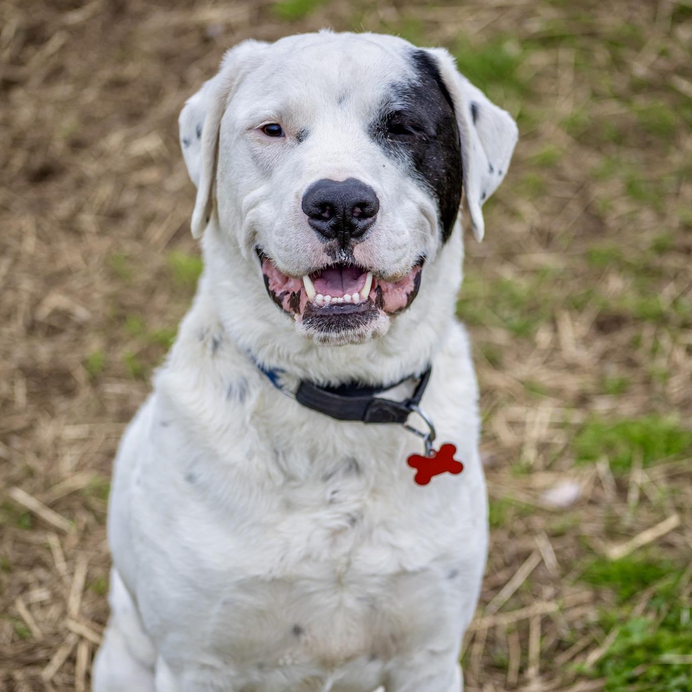 Enlarge Drogo, an adoptable Great Pyrenees in Valparaiso, IN image 4/4