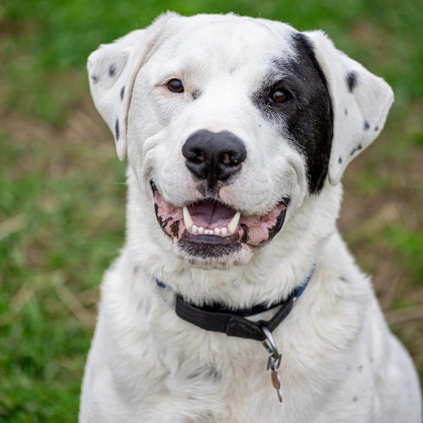 Enlarge Drogo, an adoptable Great Pyrenees in Valparaiso, IN image 1/4