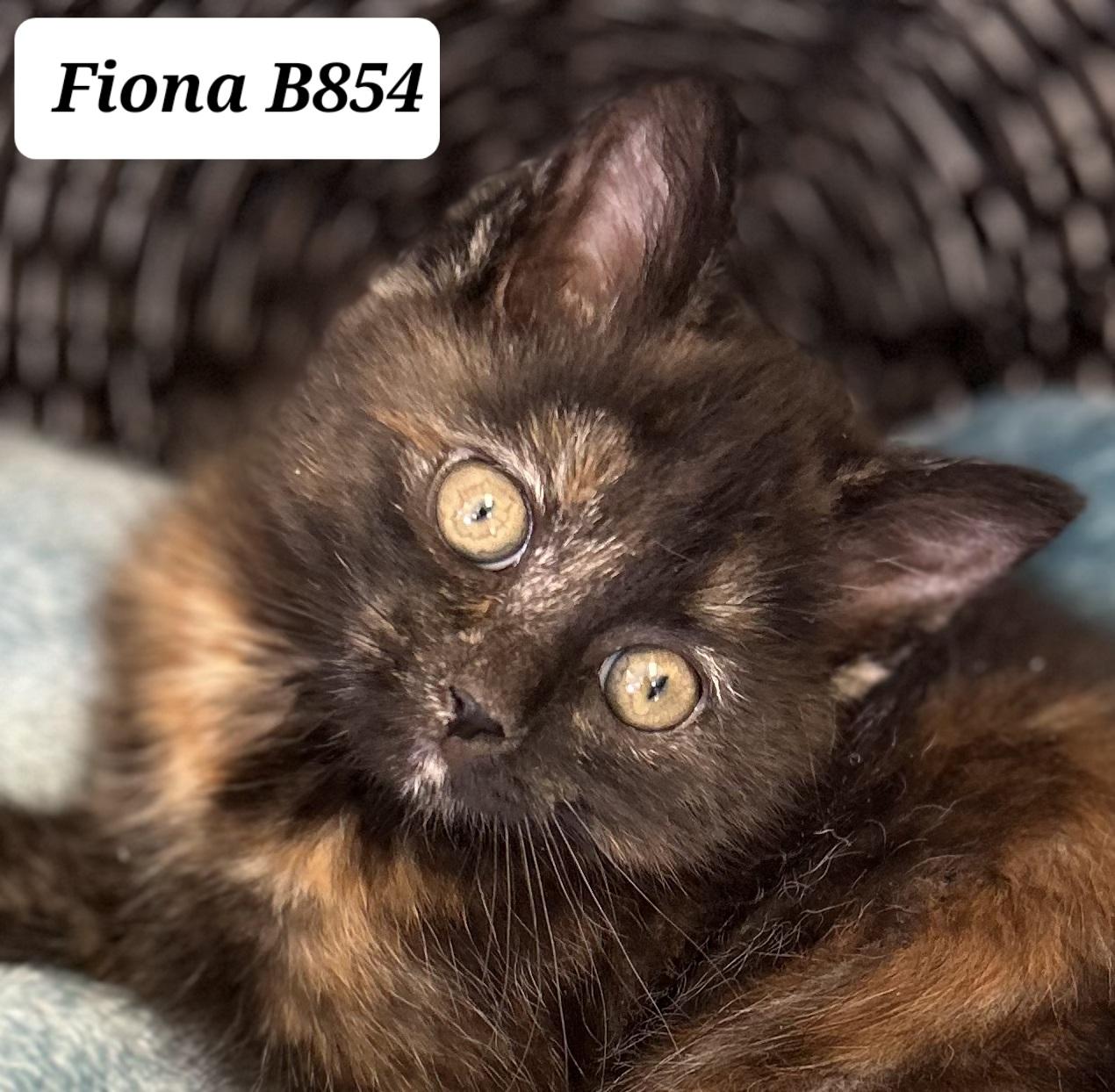 Fiona, ADOPTABLE, Kitten Female Domestic Medium Hair.