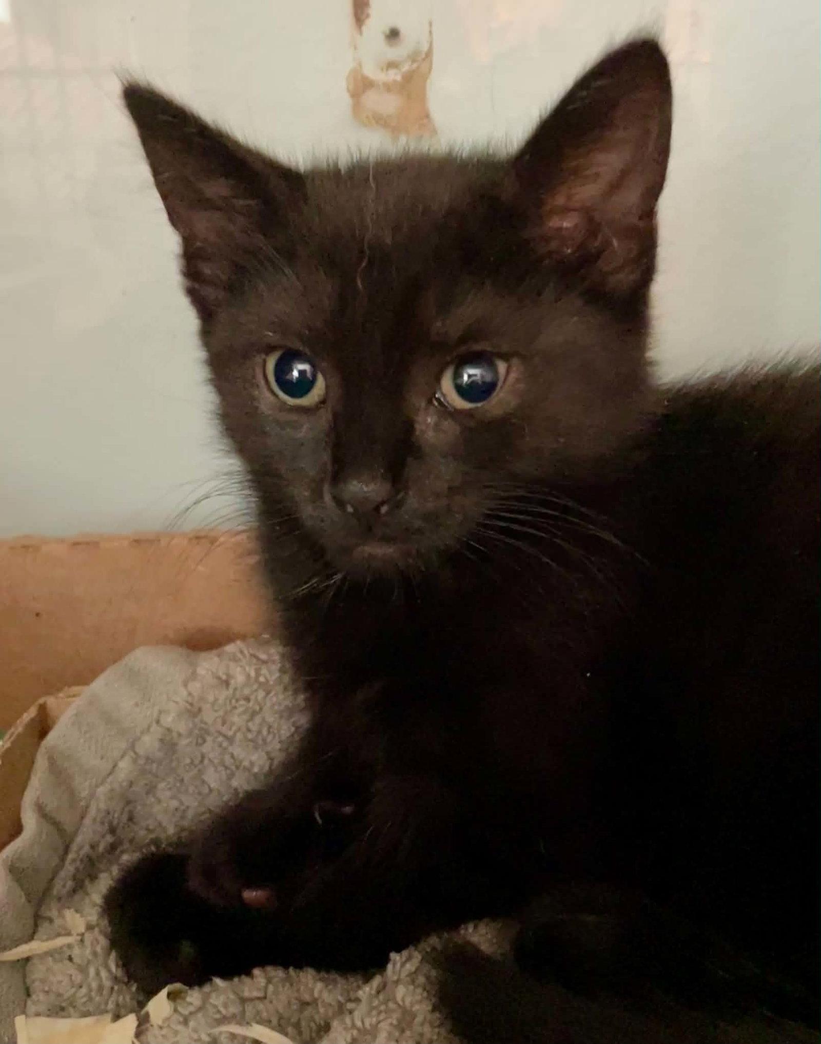 Pearl, Adopted, Kitten Female Domestic Short Hair.