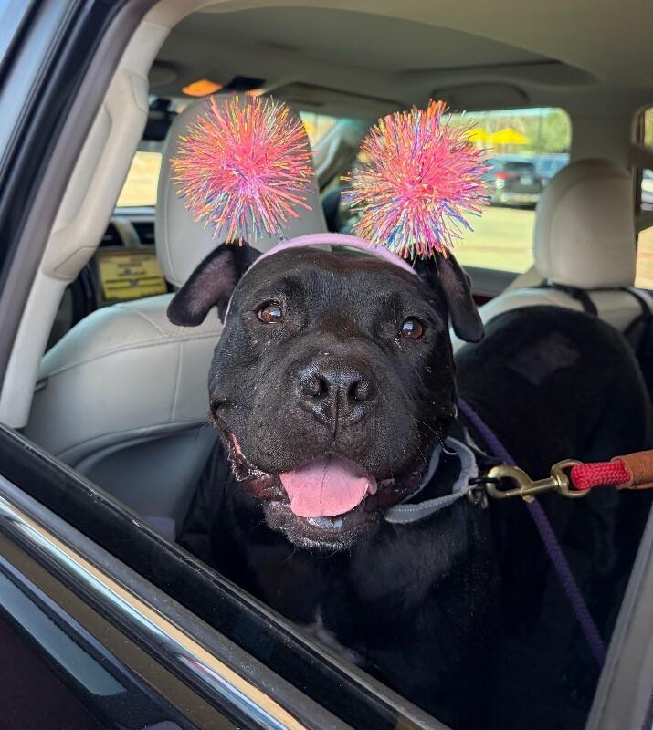 Angie Short Stack of Snuggles — thumbnail 3