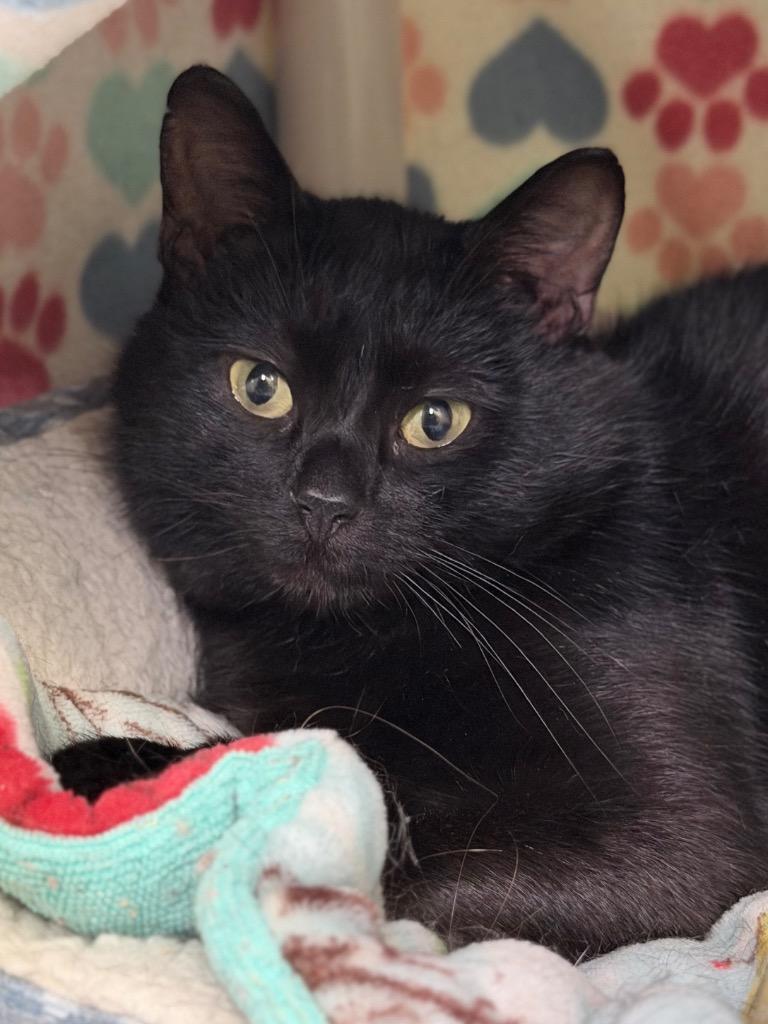 Jackie, Adoptable, Adult Male Domestic Short Hair.