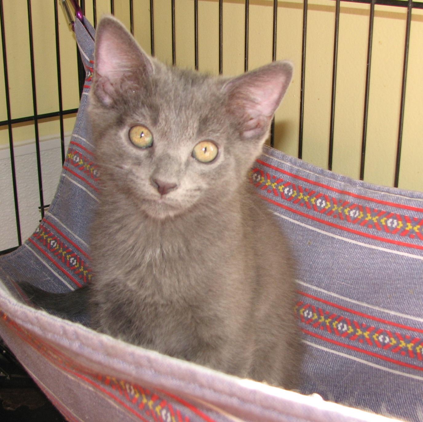 Enlarge 5493 Storm, a ADOPTABLE Russian Blue in Lawrenceburg, KY image 2/6