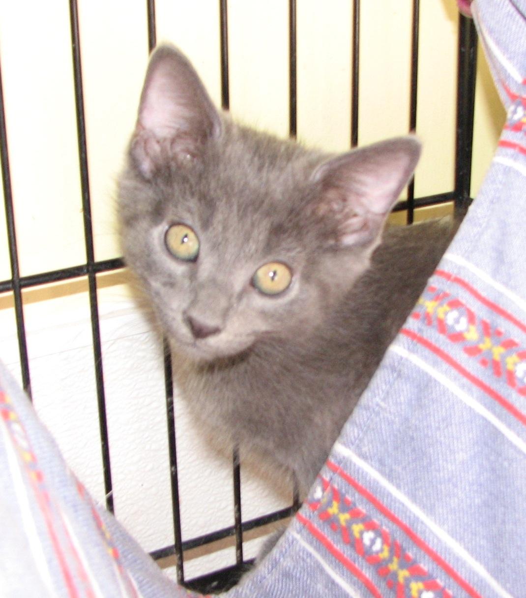 Enlarge 5493 Storm, a ADOPTABLE Russian Blue in Lawrenceburg, KY image 4/6