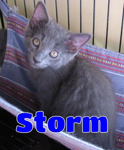 Enlarge 5493 Storm, a ADOPTABLE Russian Blue in Lawrenceburg, KY image 1/6