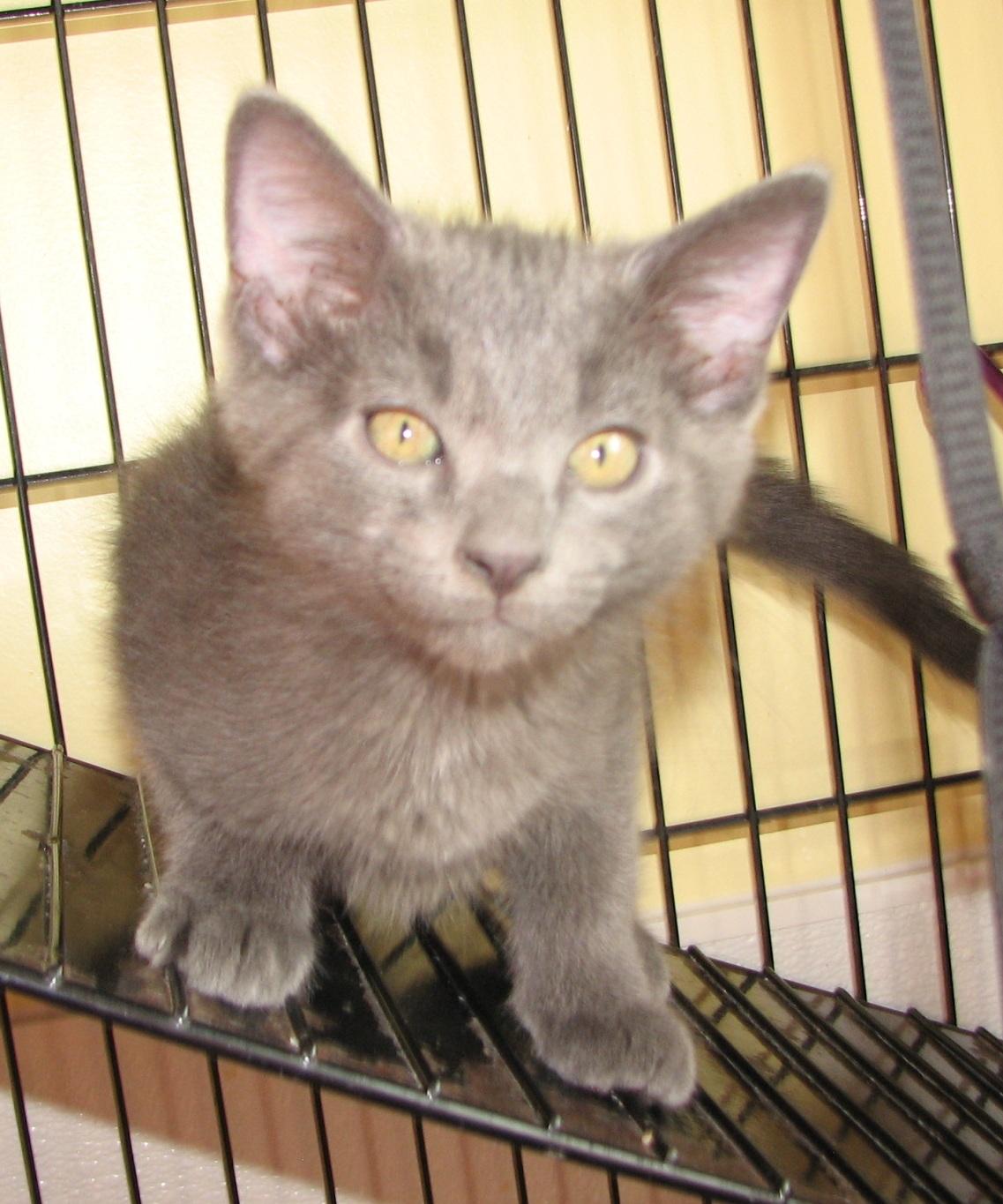 Enlarge 5493 Storm, a ADOPTABLE Russian Blue in Lawrenceburg, KY image 6/6