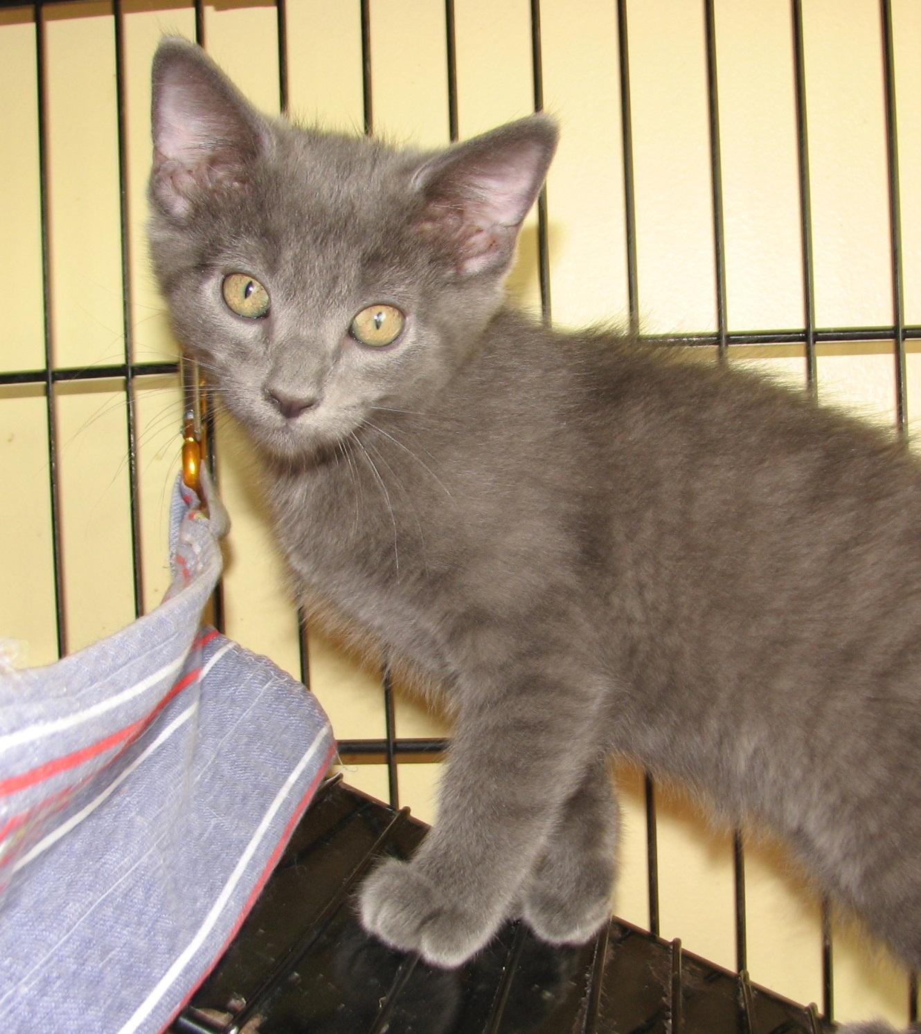 Enlarge 5493 Storm, a ADOPTABLE Russian Blue in Lawrenceburg, KY image 3/6