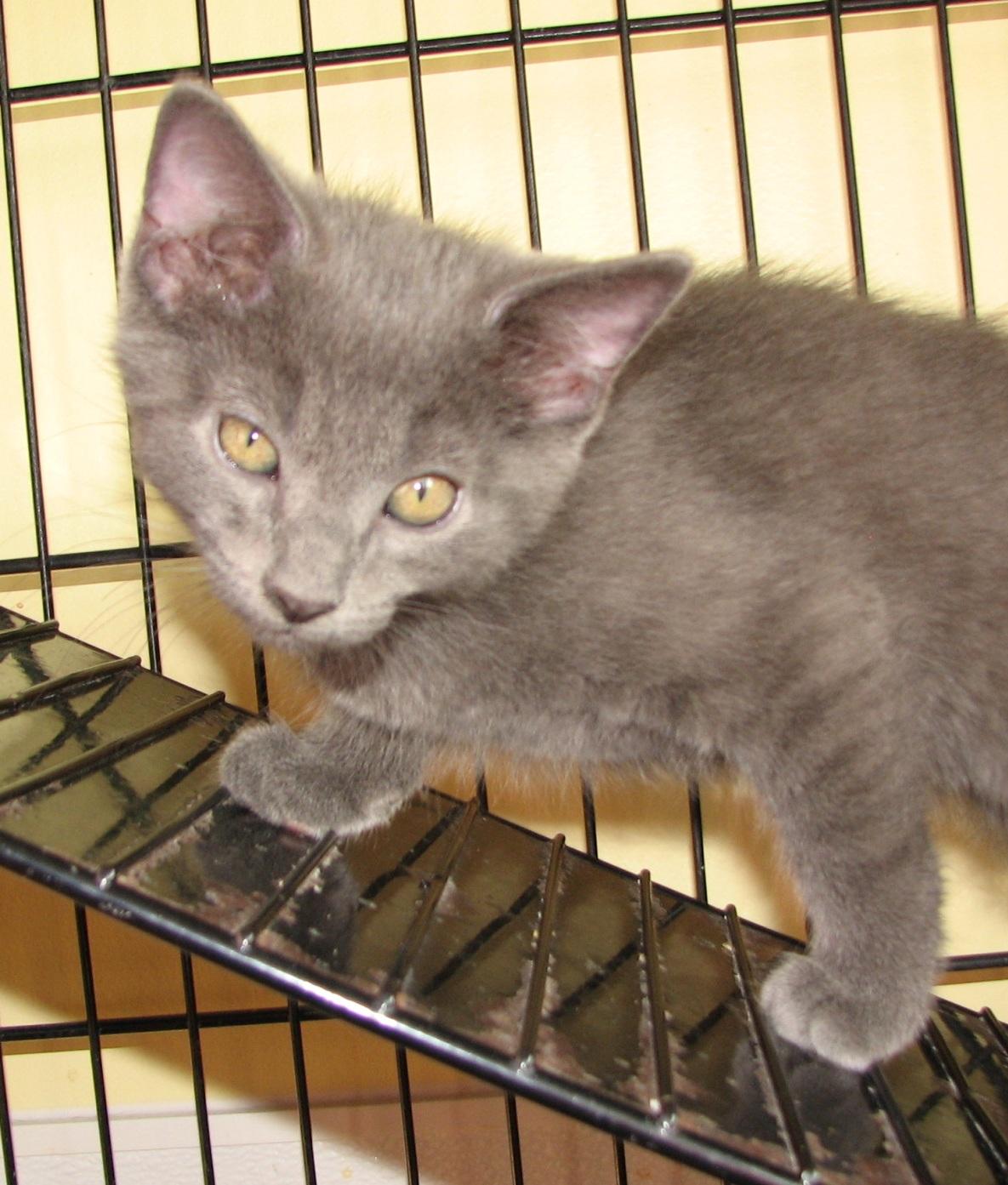 Enlarge 5493 Storm, a ADOPTABLE Russian Blue in Lawrenceburg, KY image 5/6