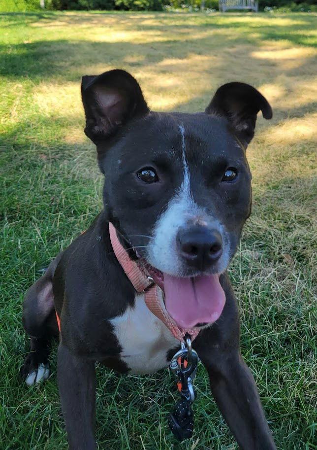 Enlarge Lindy, a Adoptable Pit Bull Terrier in Ringwood, NJ image 2/3