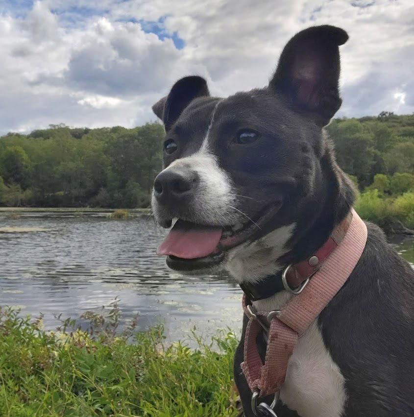 Enlarge Lindy, a Adoptable Pit Bull Terrier in Ringwood, NJ image 1/3