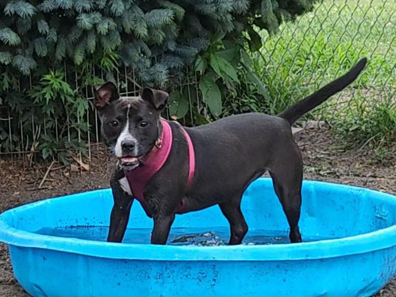 Enlarge Lindy, a Adoptable Pit Bull Terrier in Ringwood, NJ image 3/3