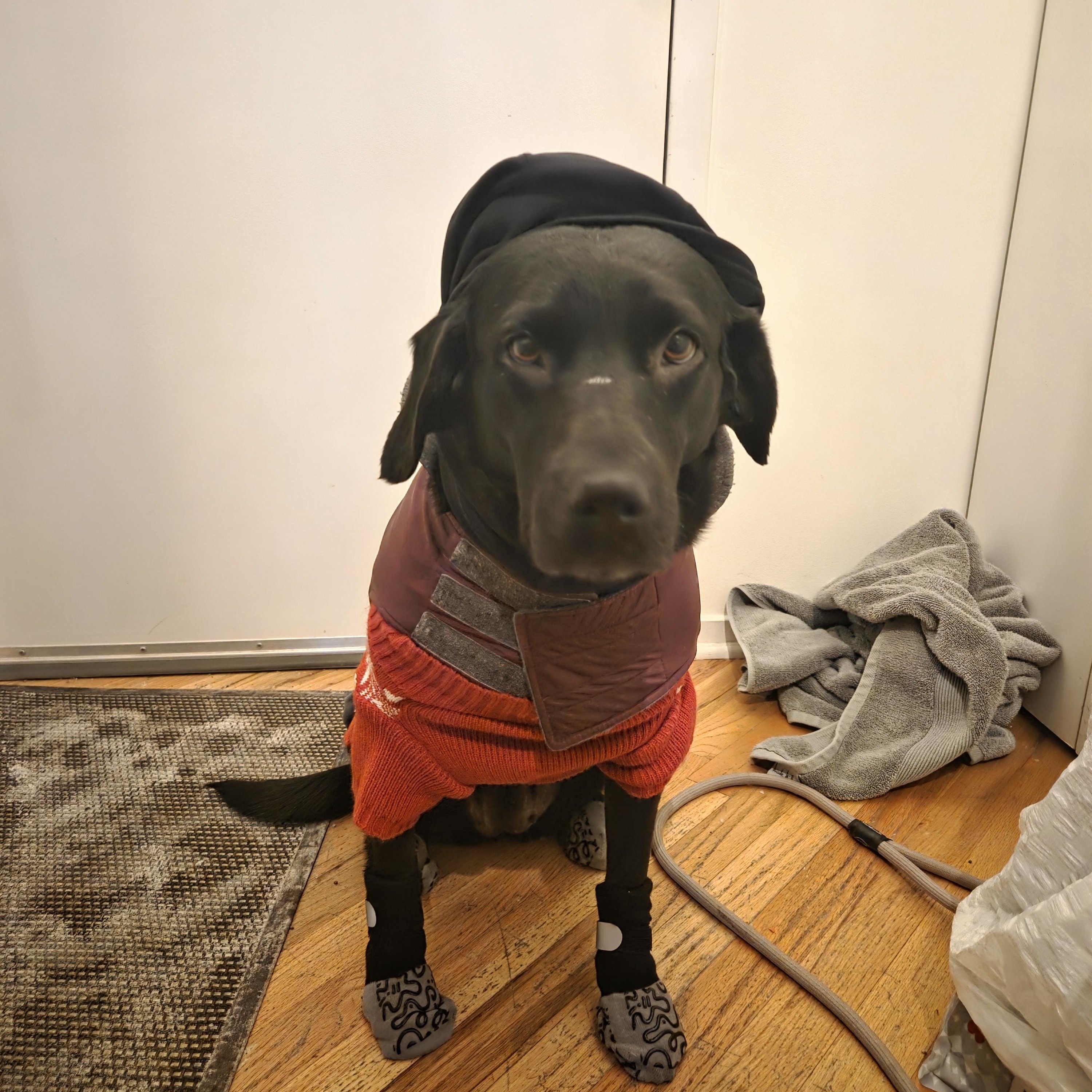 Sage , ADOPTABLE, Adult Female Retriever.