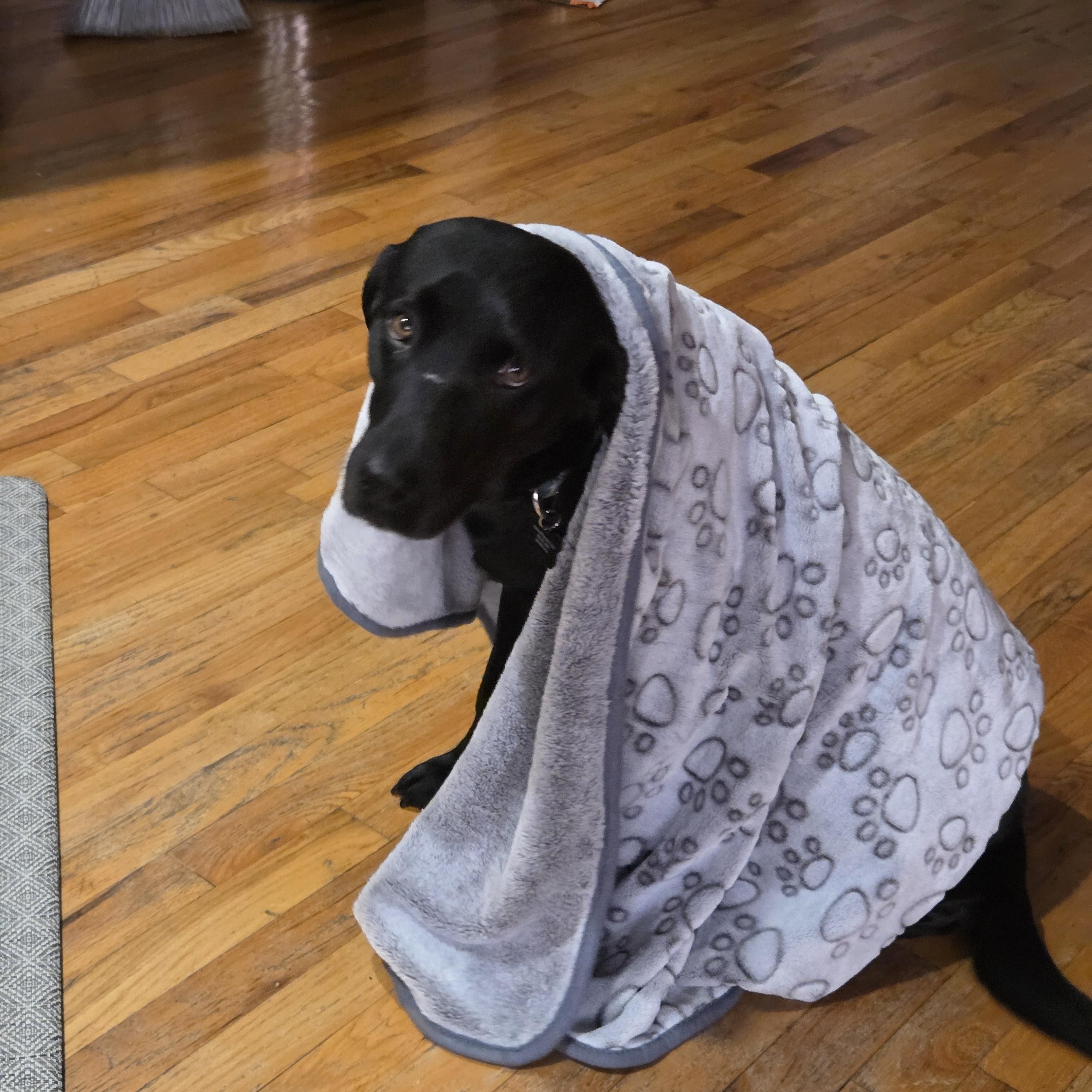 Enlarge Sage , a ADOPTABLE mixed breed in Oswego, IL image 4/4