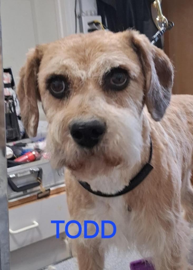 Todd (A122366), Adoptable, Adult Male Schnauzer.