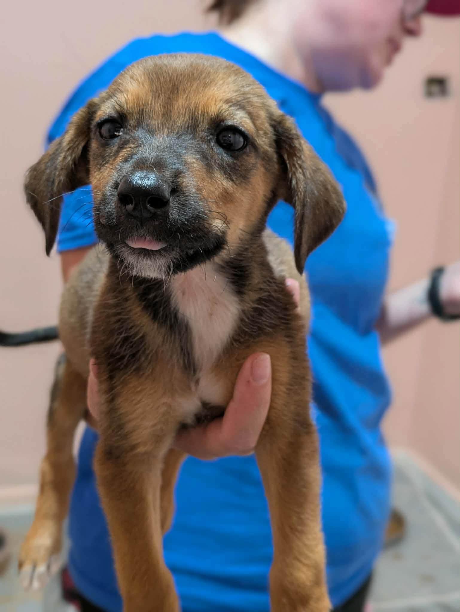 Vandy, Adopted, Puppy Female Mixed Breed.