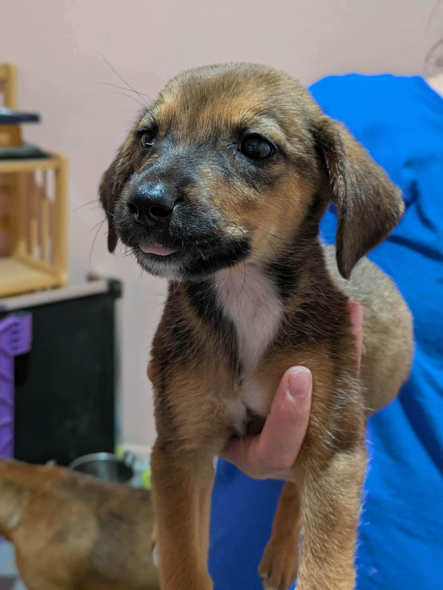 Enlarge Vandy, a Adopted mixed breed in Huntsville, AL image 2/4